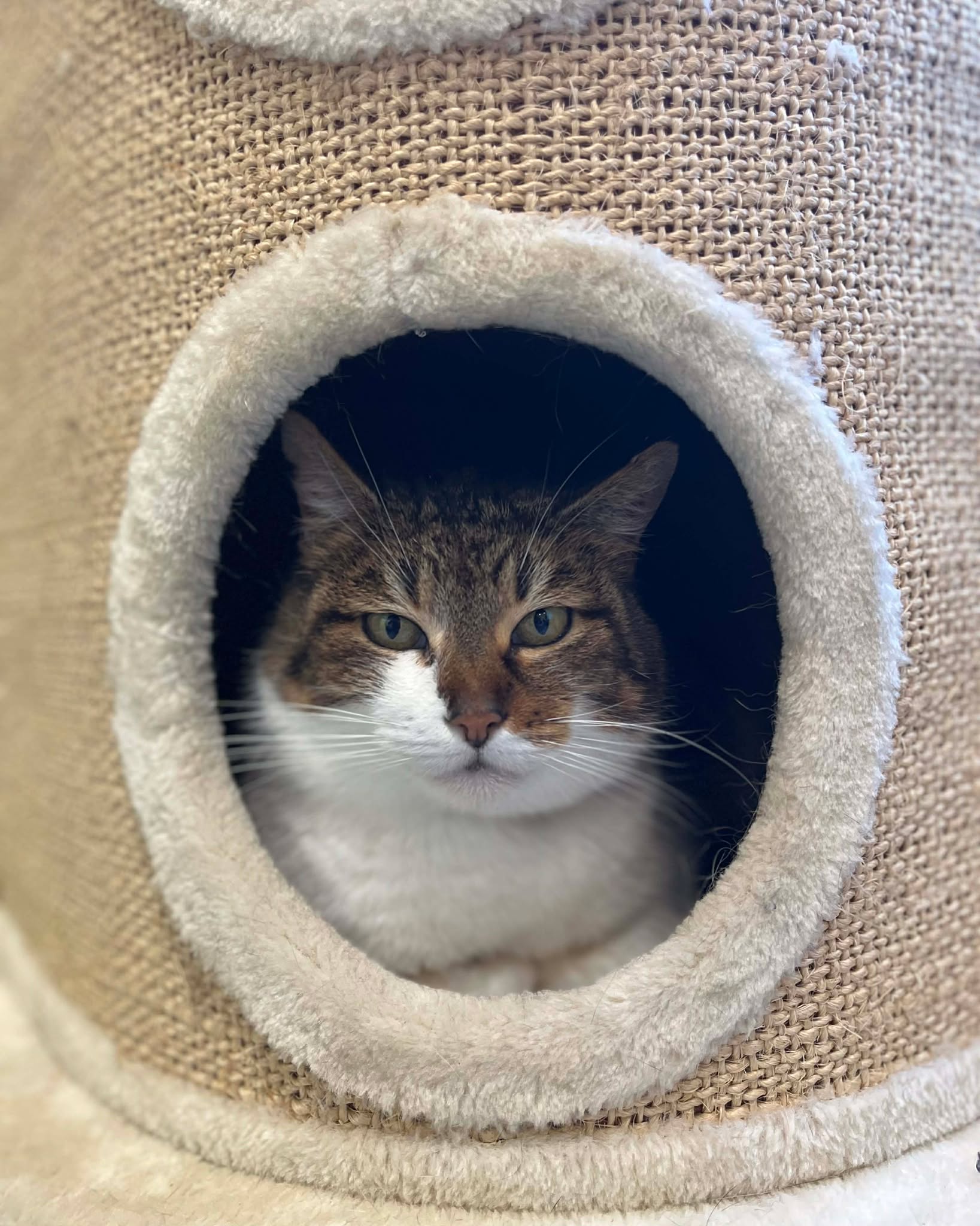 Nenette, chat à l'adoption chez Sans Collier