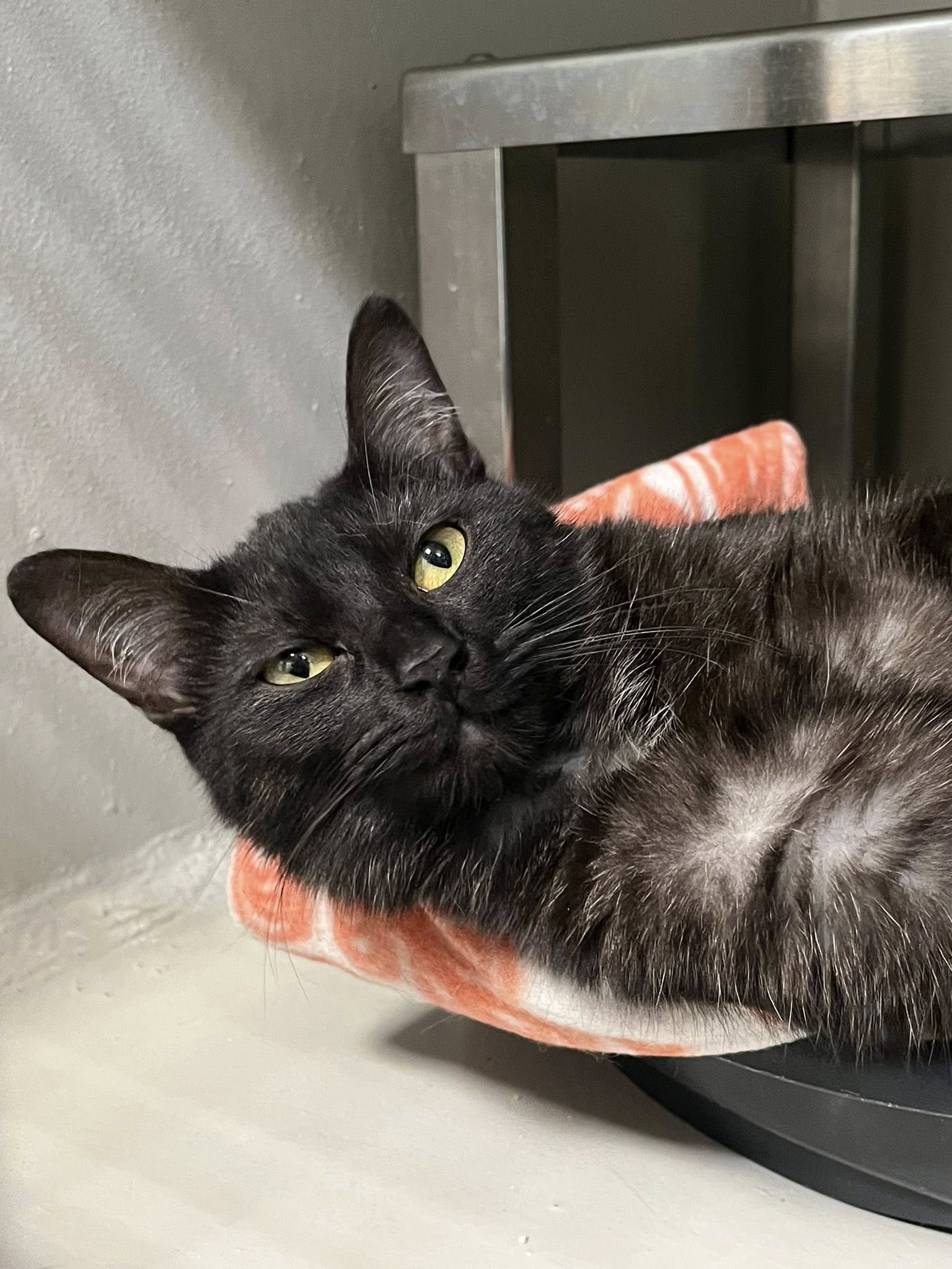 Nwara, chat à l'adoption chez Sans Collier