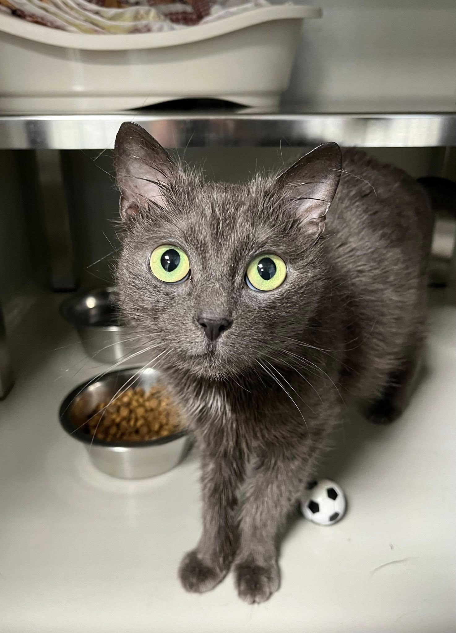 Paris, chat à l'adoption chez Sans Collier