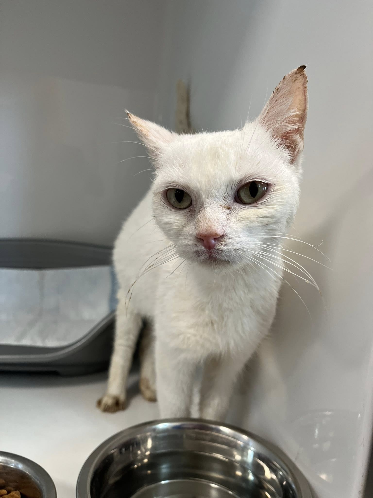 Pasta, chat à l'adoption chez Sans Collier