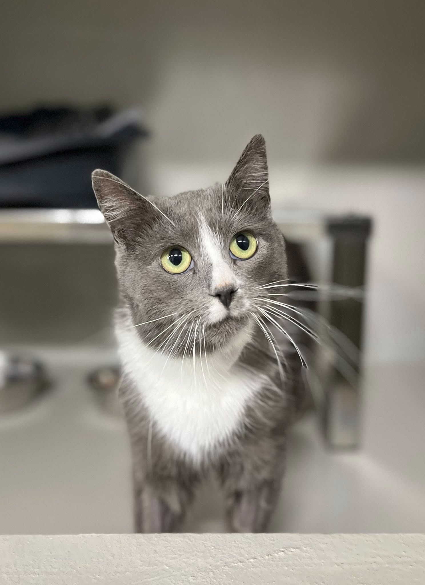 Pixie, chat à l'adoption chez Sans Collier