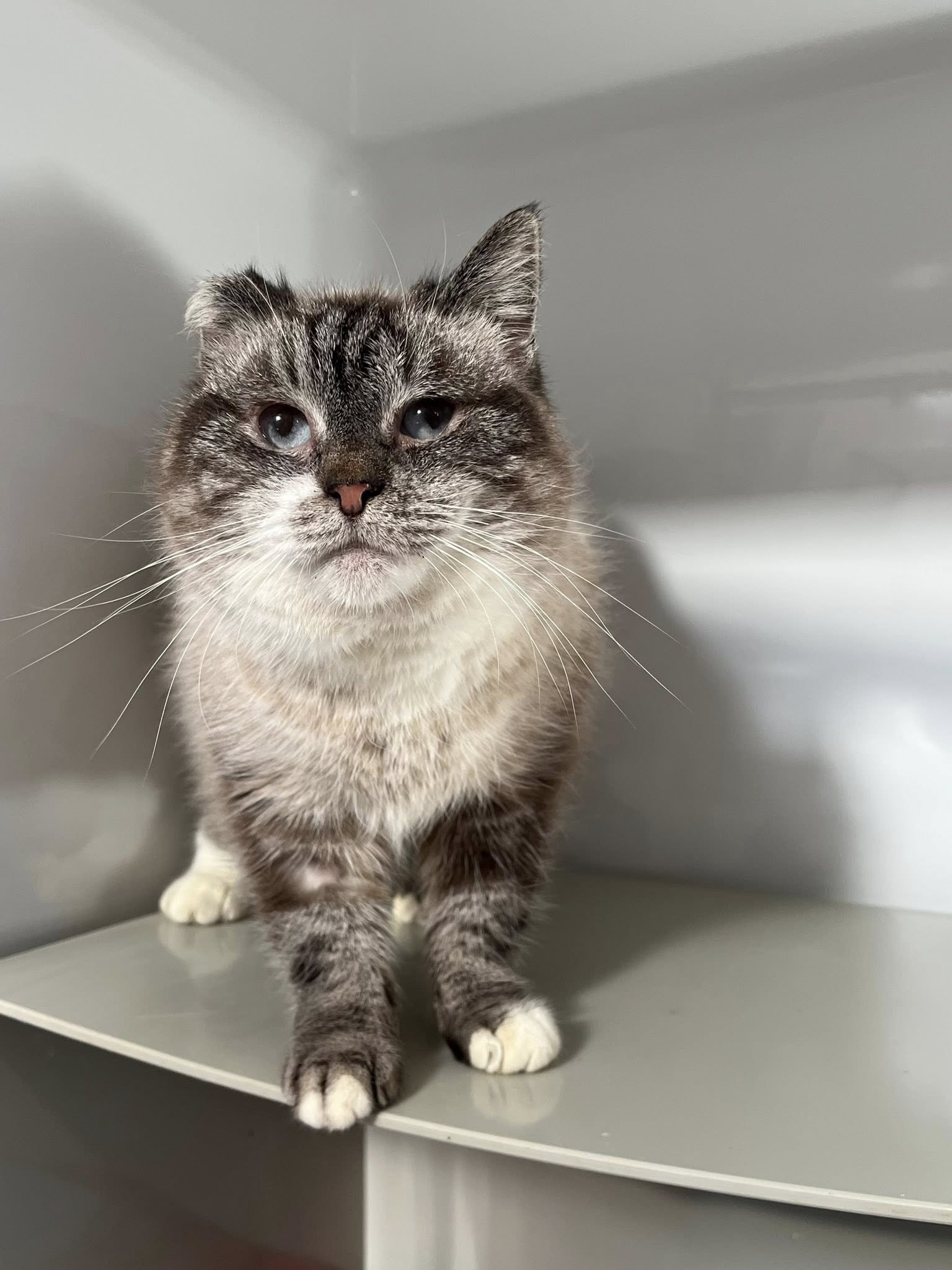 Sia, chat à l'adoption chez Sans Collier