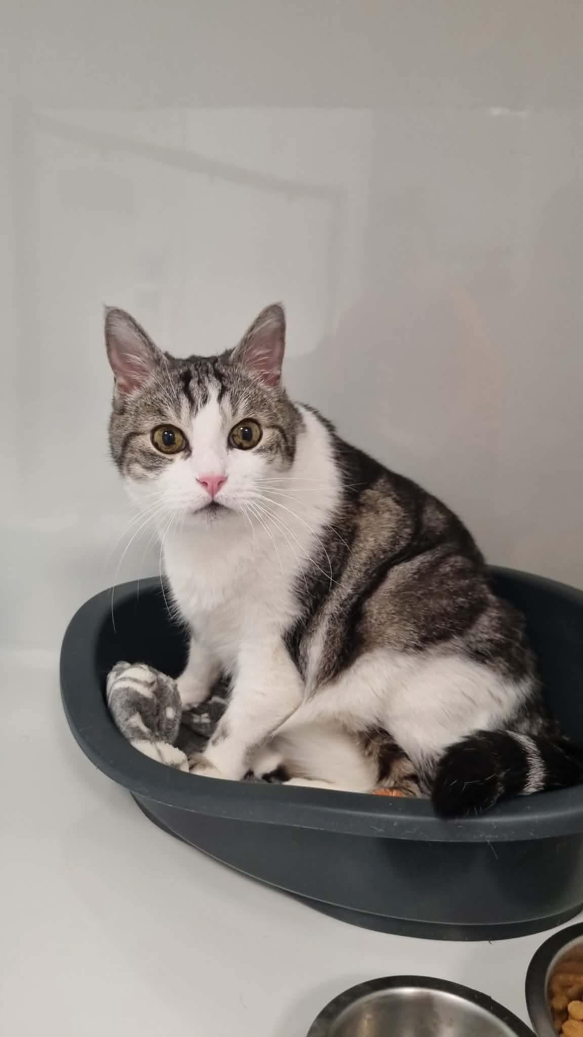 Sushis, chat à l'adoption chez Sans Collier