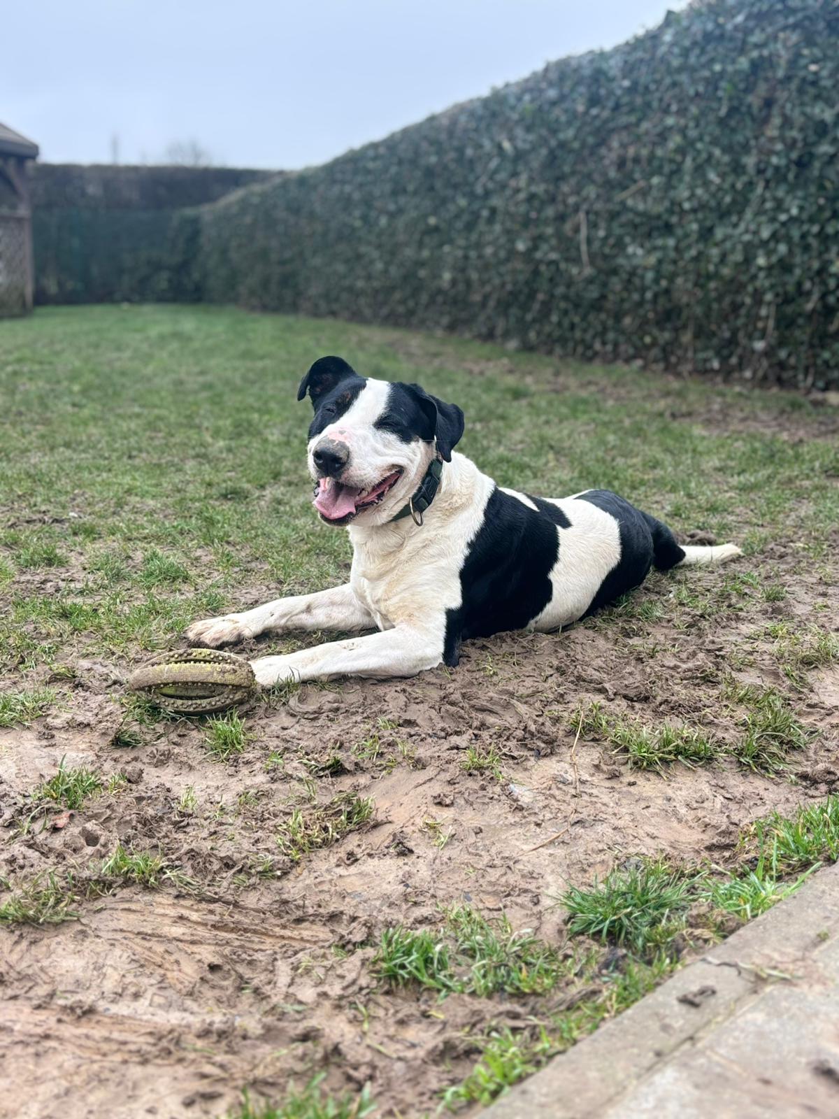 Hades, chien à l'adoption chez Sans Collier