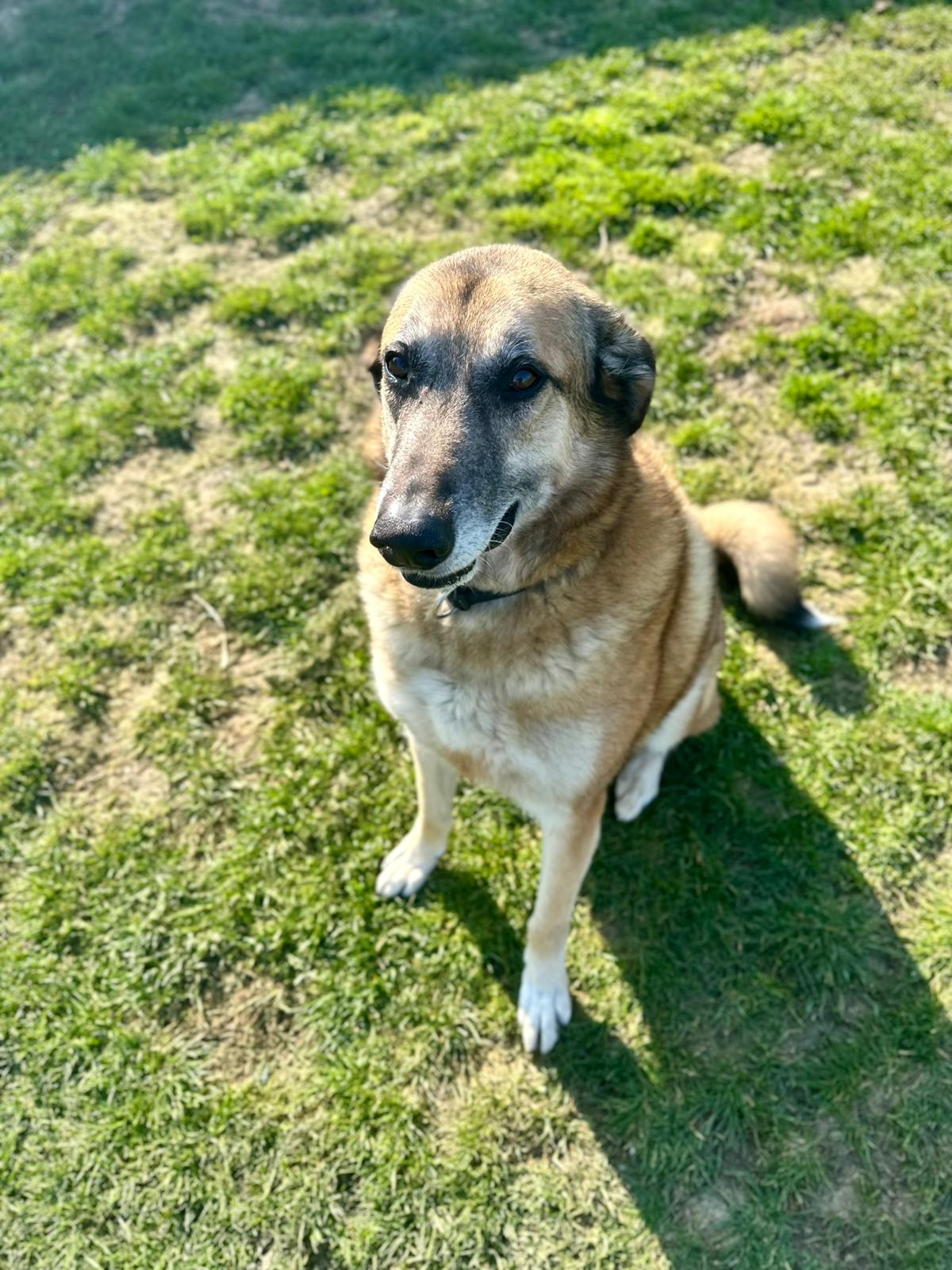 Django, chien à l'adoption chez Sans Collier