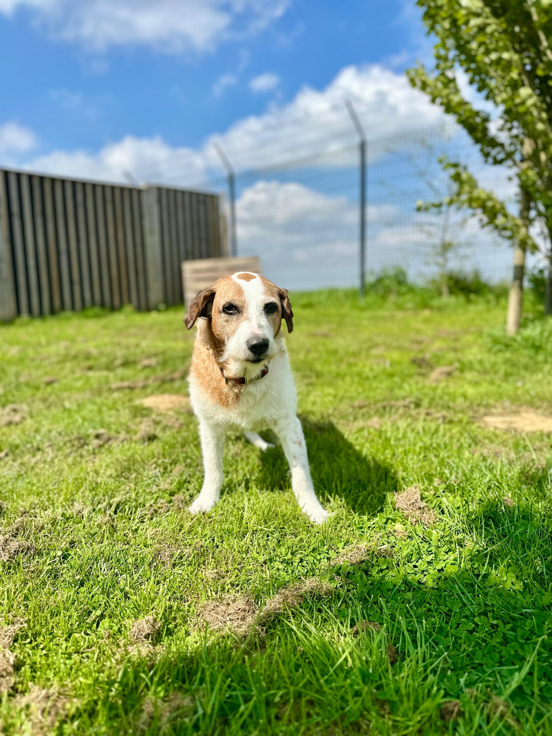 Sam, chien à l'adoption chez Sans Collier