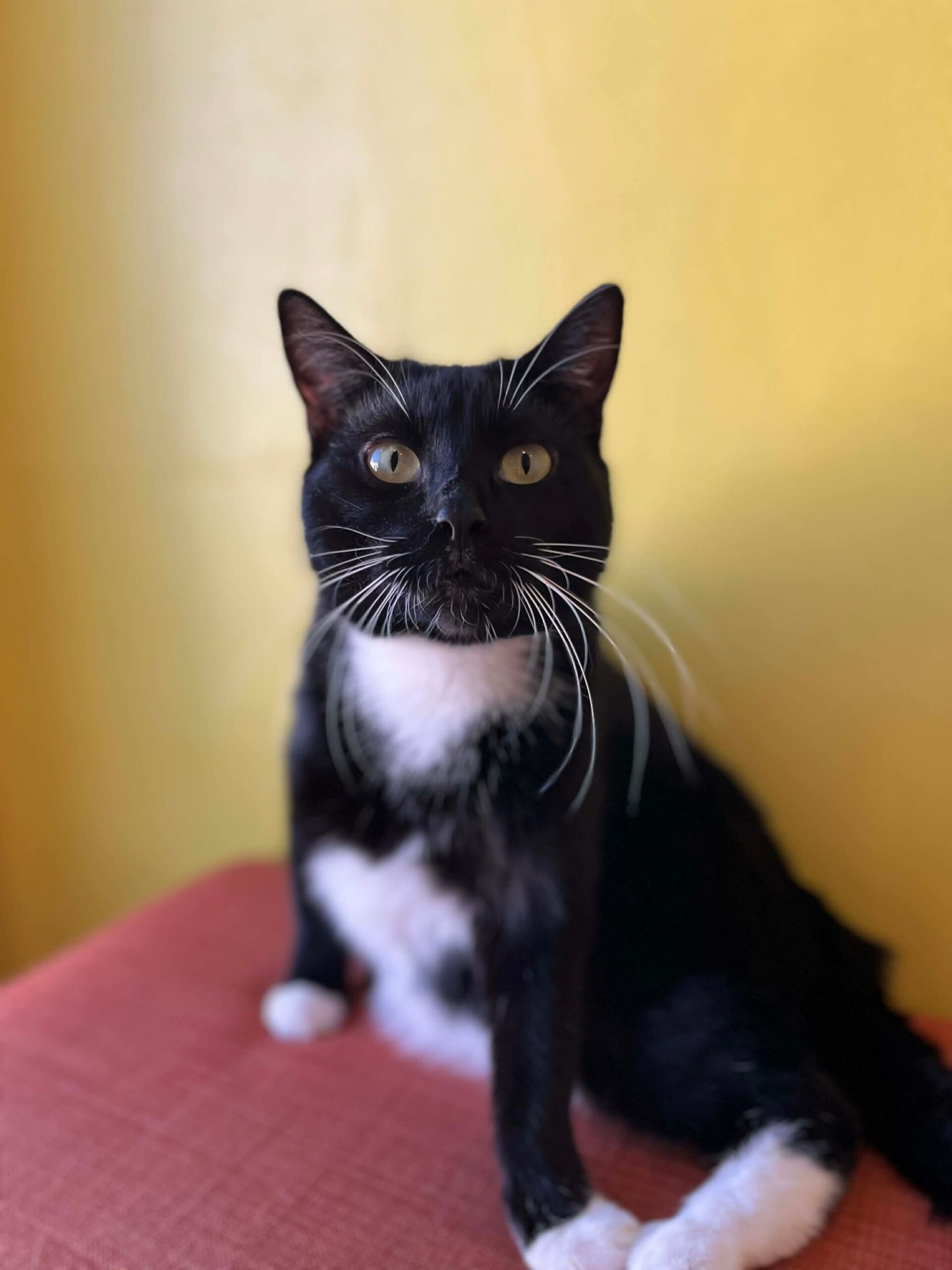 Adés, chat à l'adoption chez Sans Collier