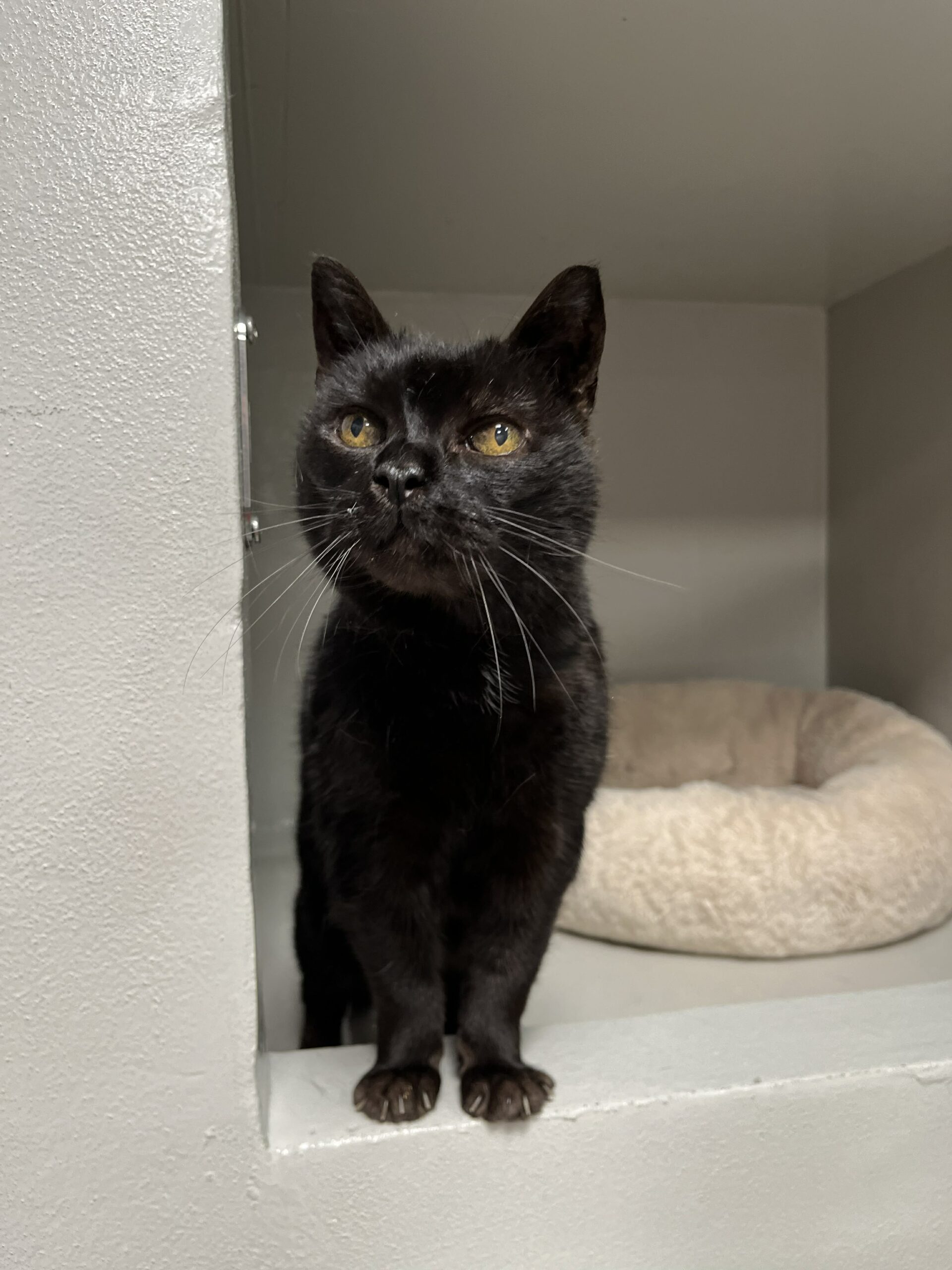 Zorino, chat à l'adoption chez Sans Collier