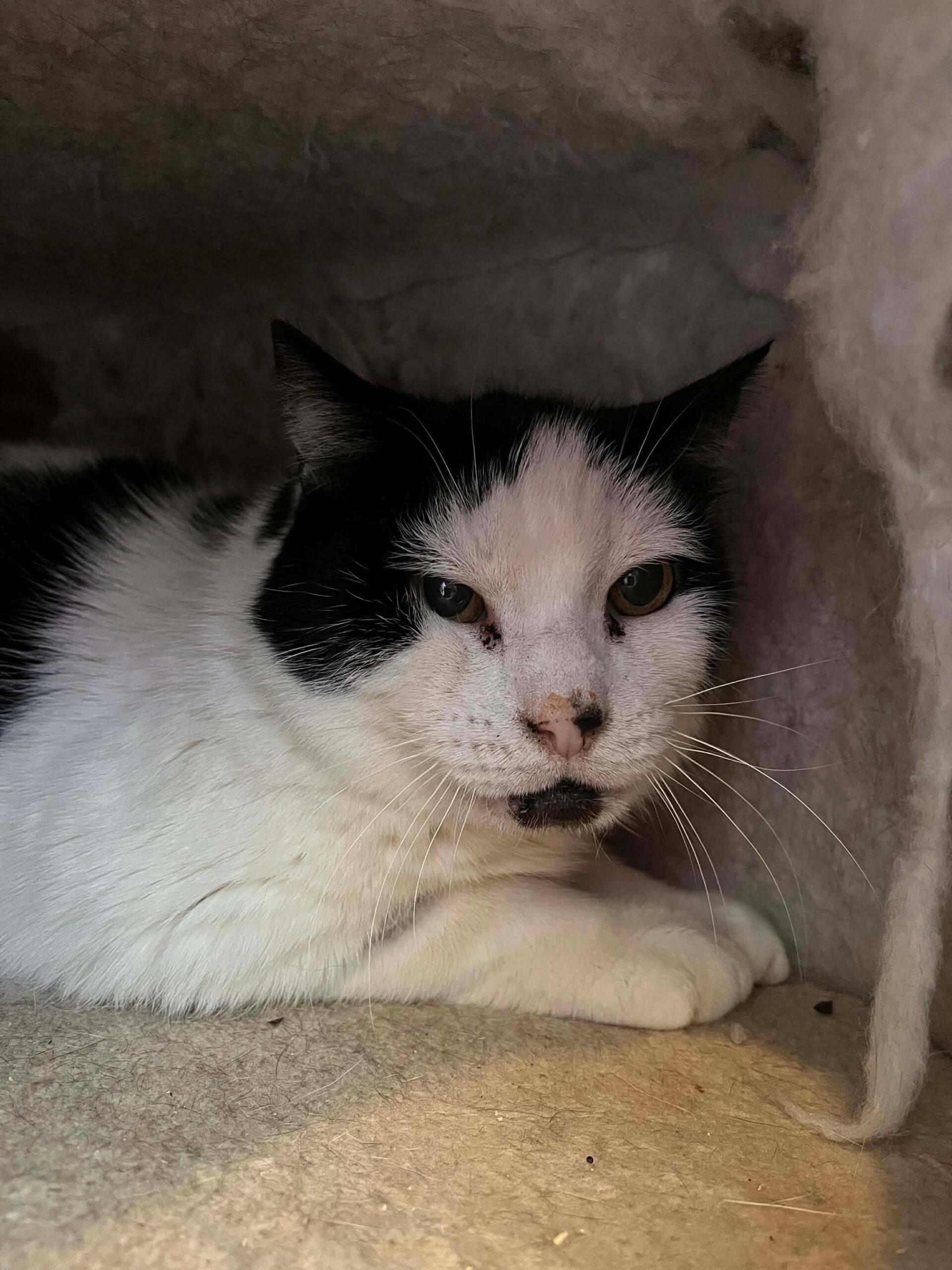 Bouton, chat à l'adoption chez Sans Collier