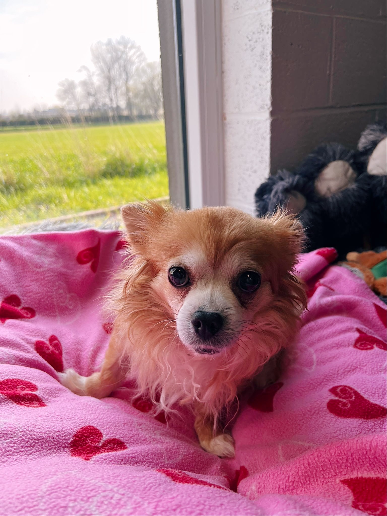 Lilou, chien à l'adoption chez Sans Collier