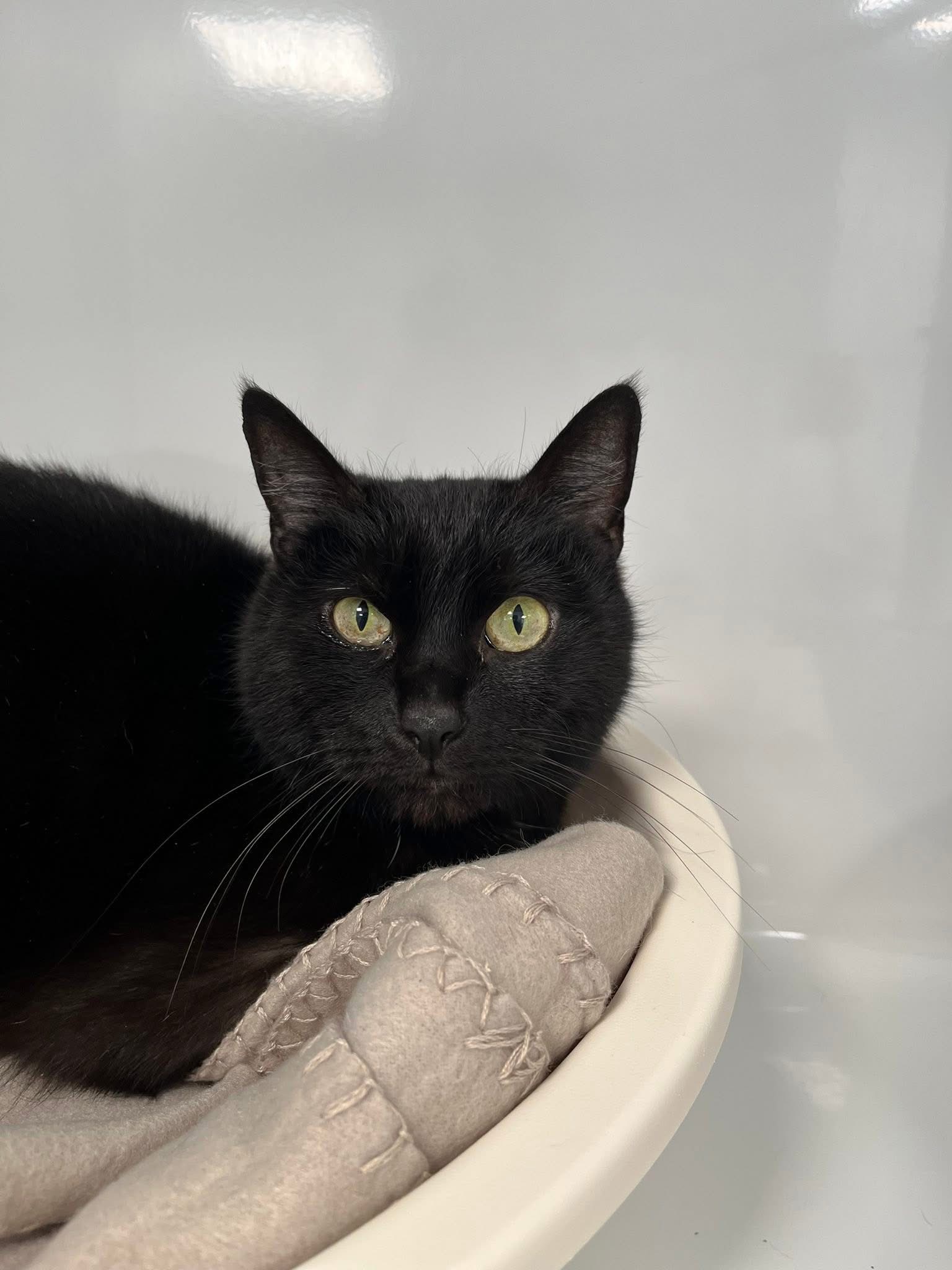 Lili, chat à l'adoption chez Sans Collier