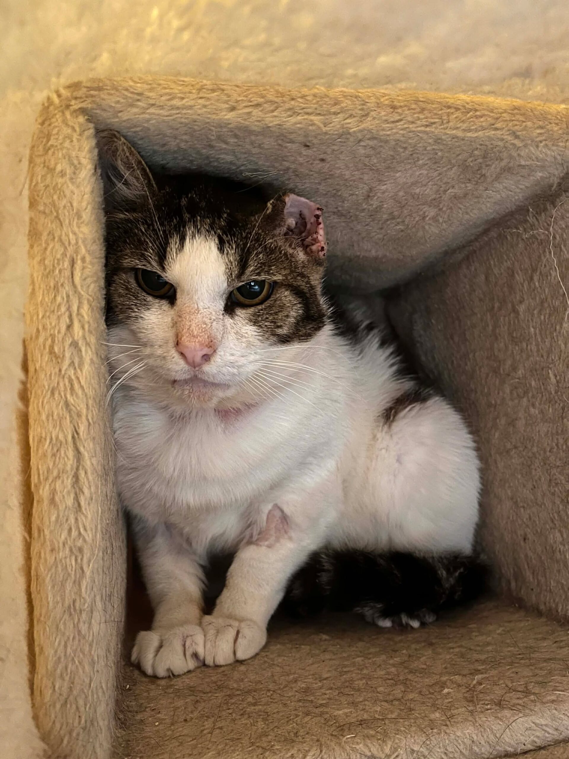 Marius, chat à l'adoption chez Sans Collier