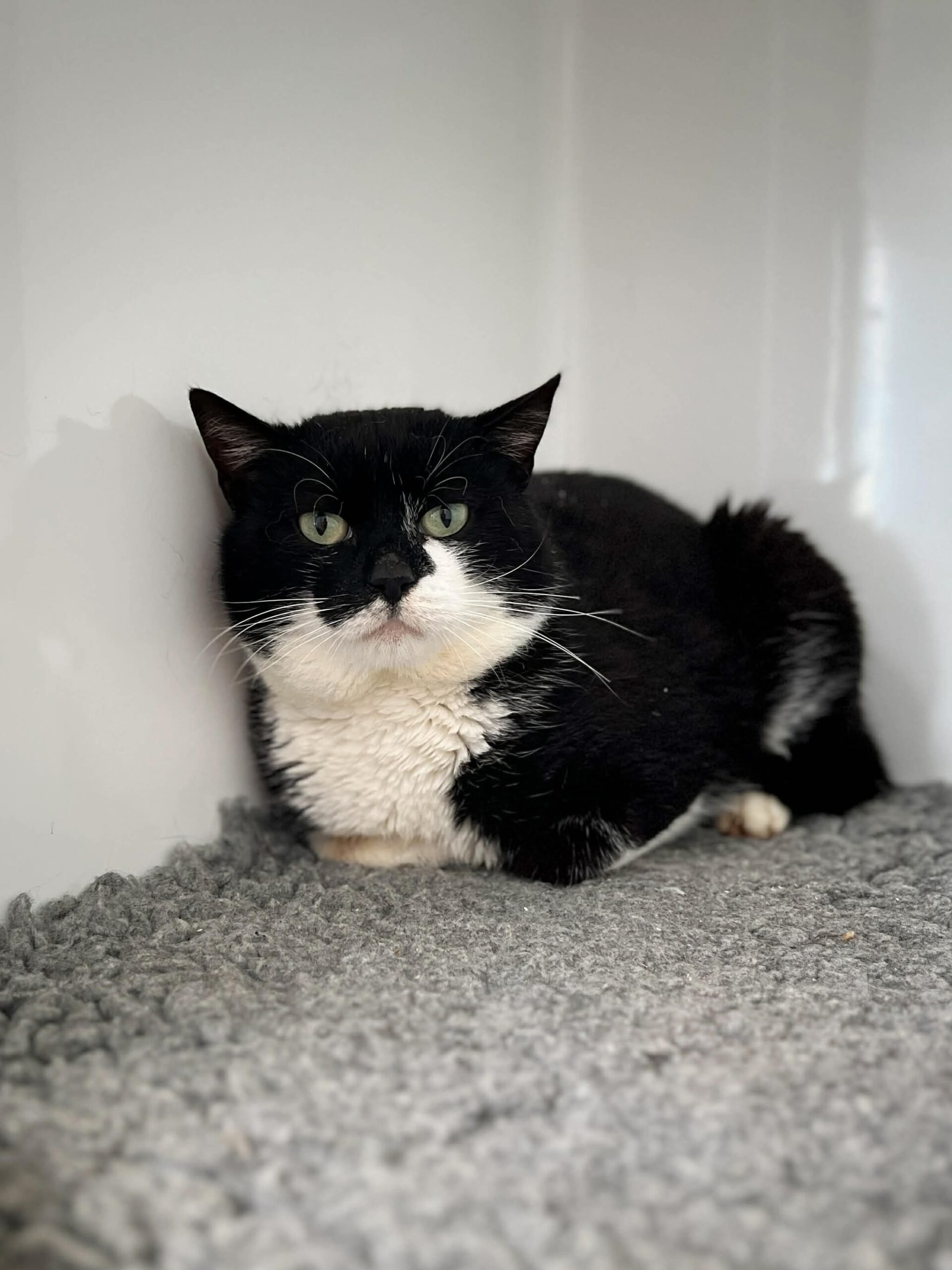 Edmond, chat à l'adoption chez Sans Collier