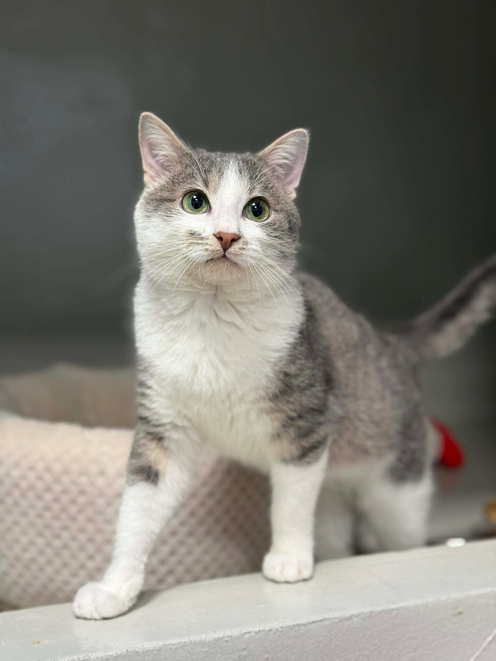 Lane, chat à l'adoption chez Sans Collier