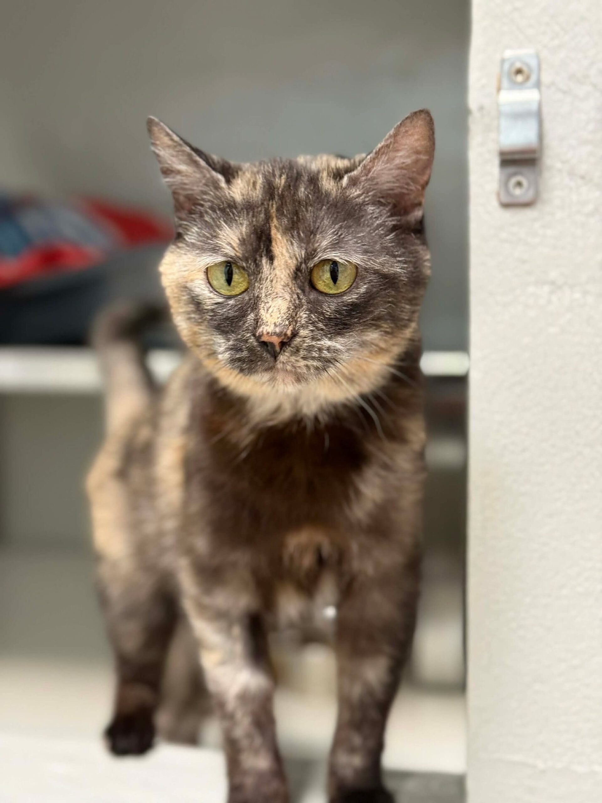 Rory, chat à l'adoption chez Sans Collier