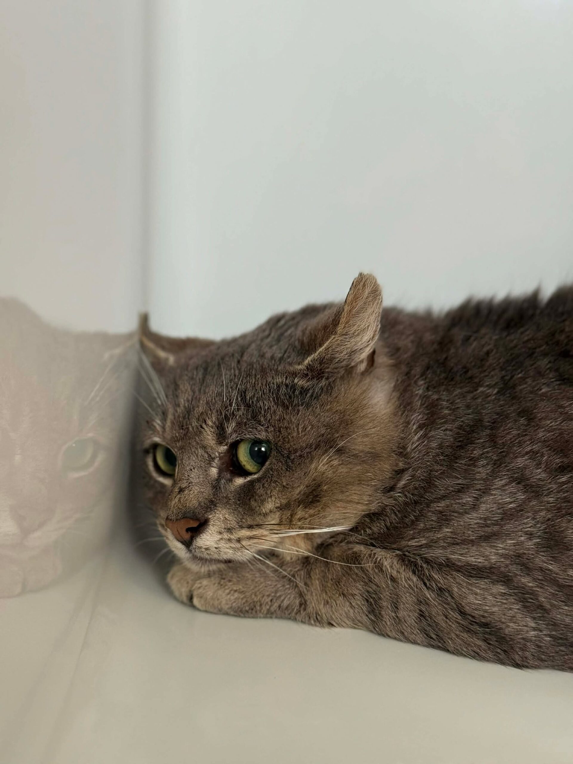 Binamé, chat à l'adoption chez Sans Collier