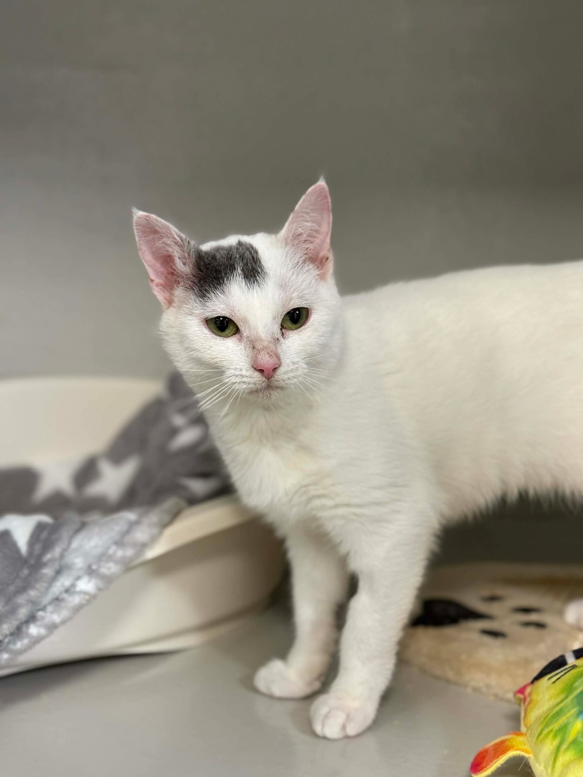 Perle, chat à l'adoption chez Sans Collier