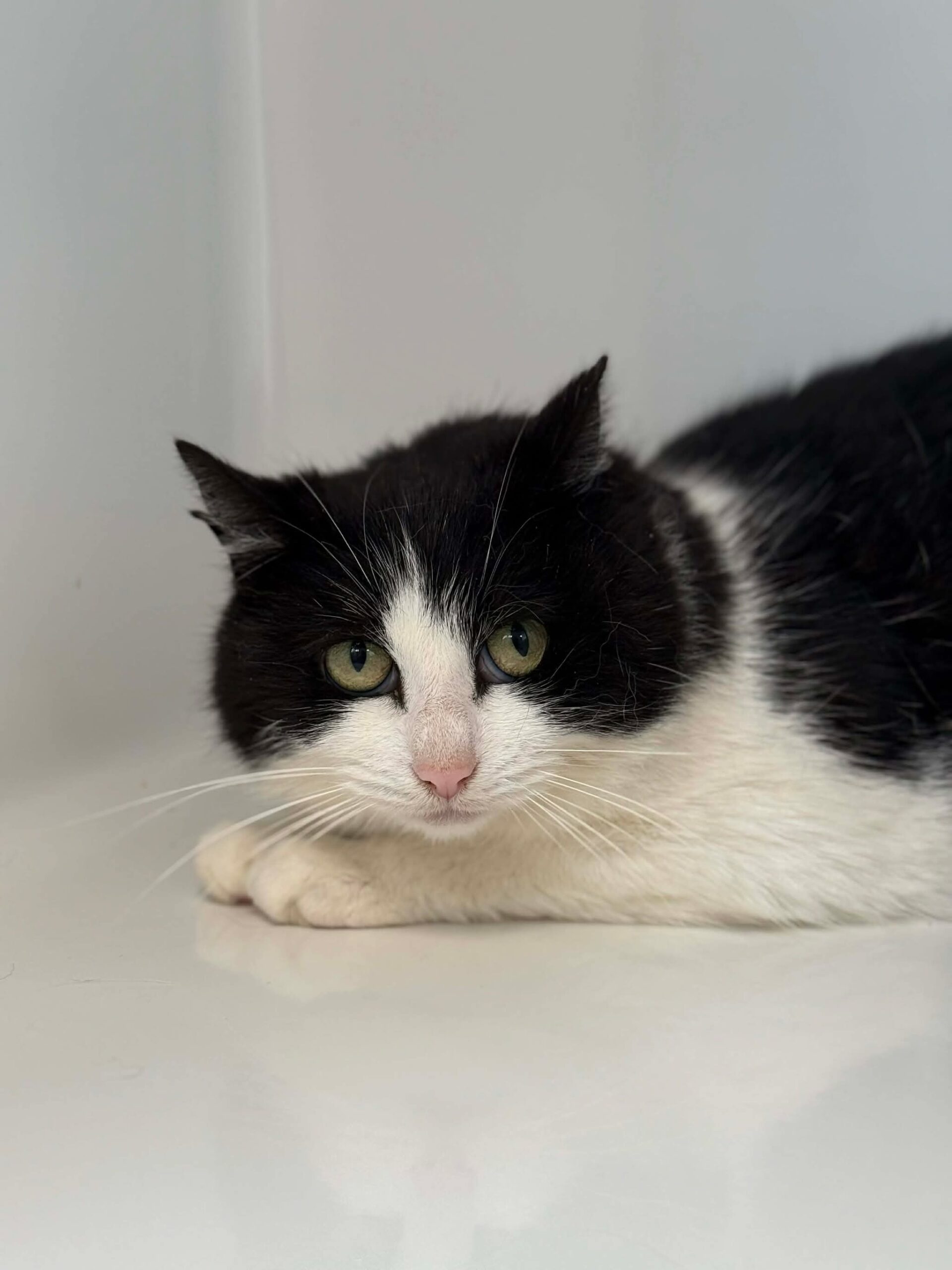 Pinaepple, chat à l'adoption chez Sans Collier