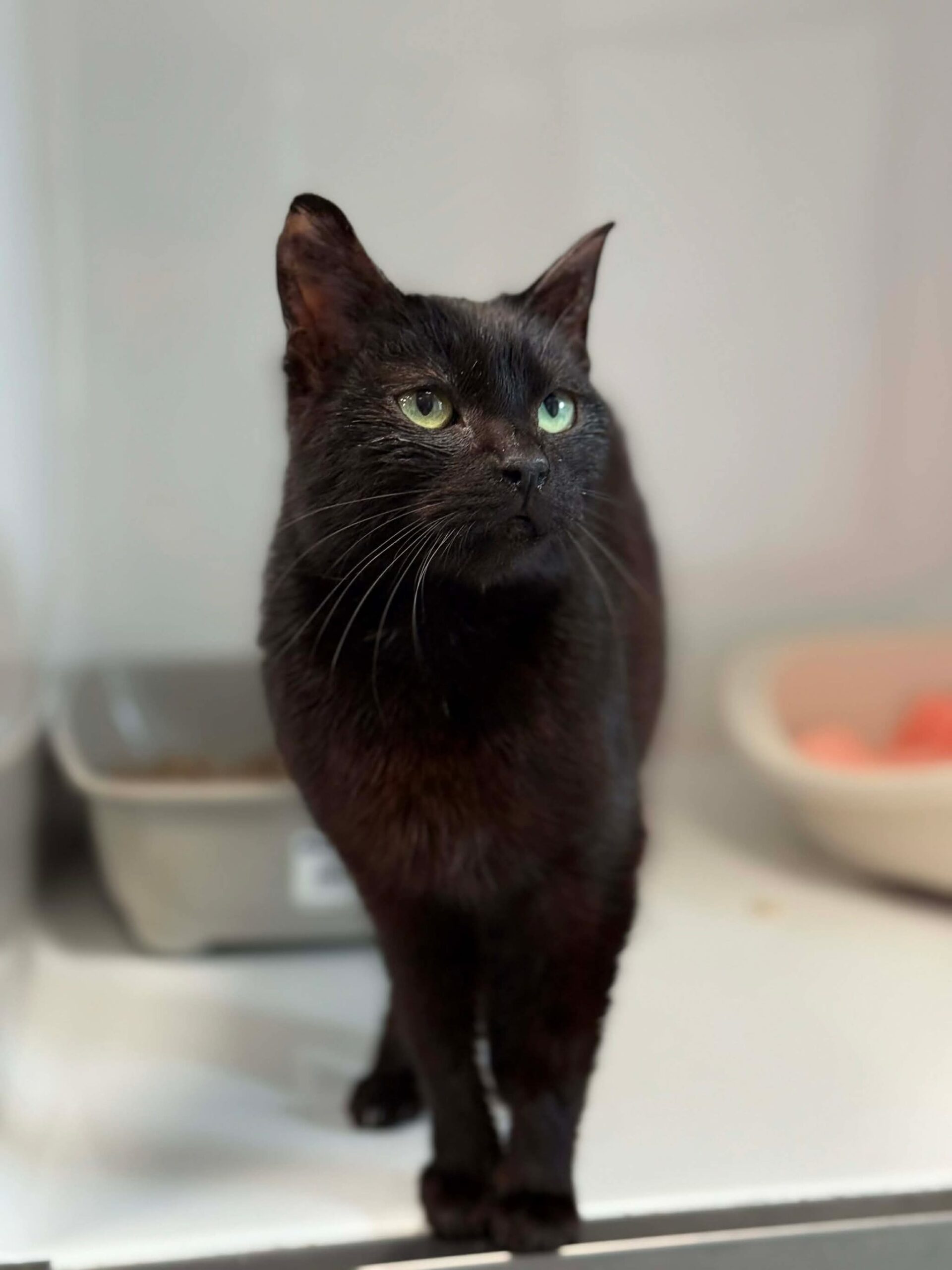 Carbonara, chat à l'adoption chez Sans Collier