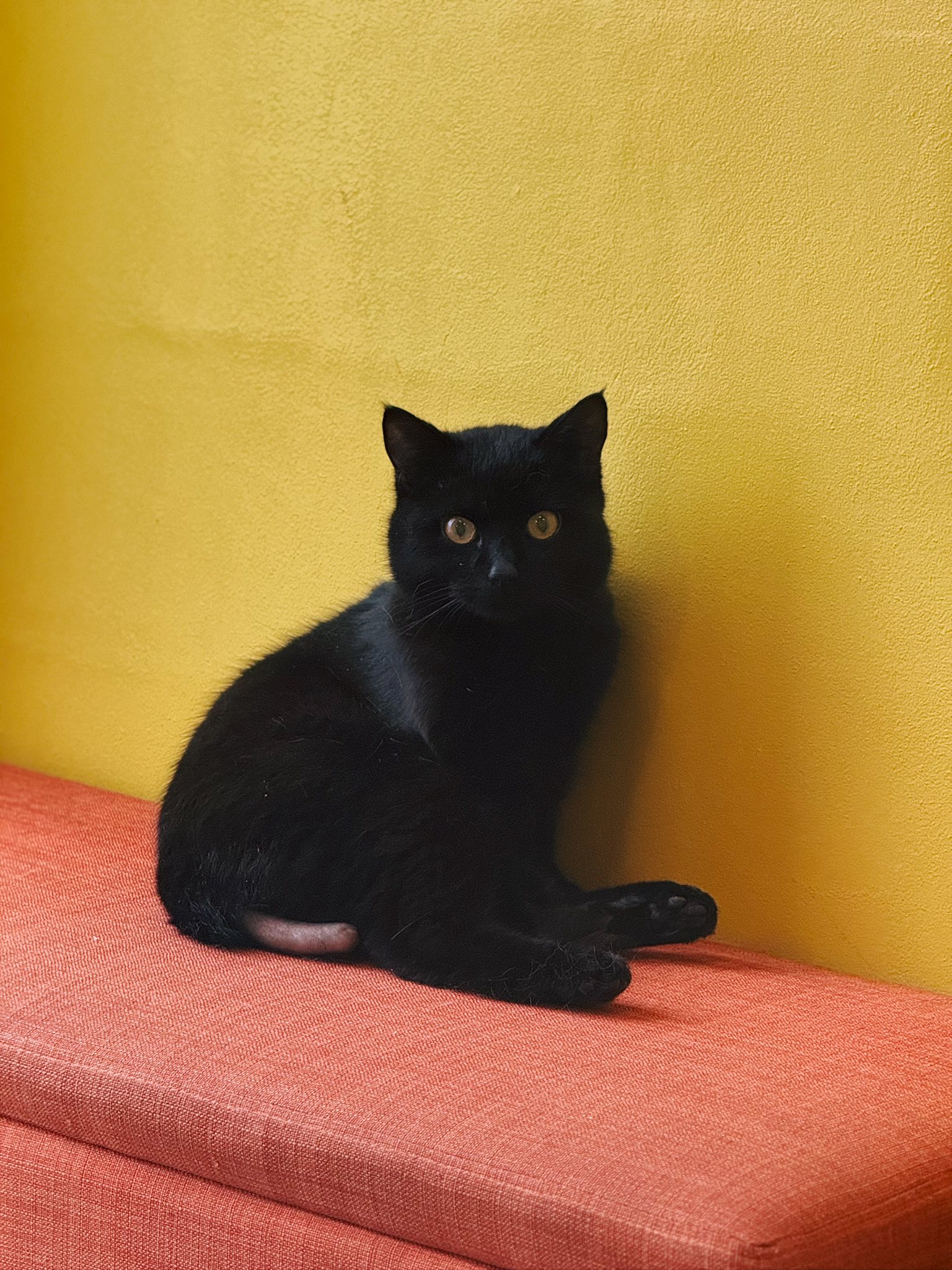 Boots, chat à l'adoption chez Sans Collier