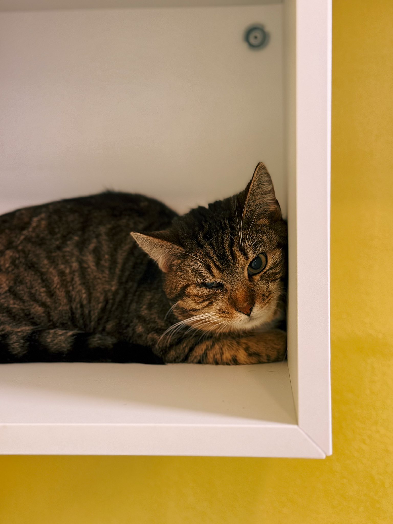 Risotto, chat à l'adoption chez Sans Collier