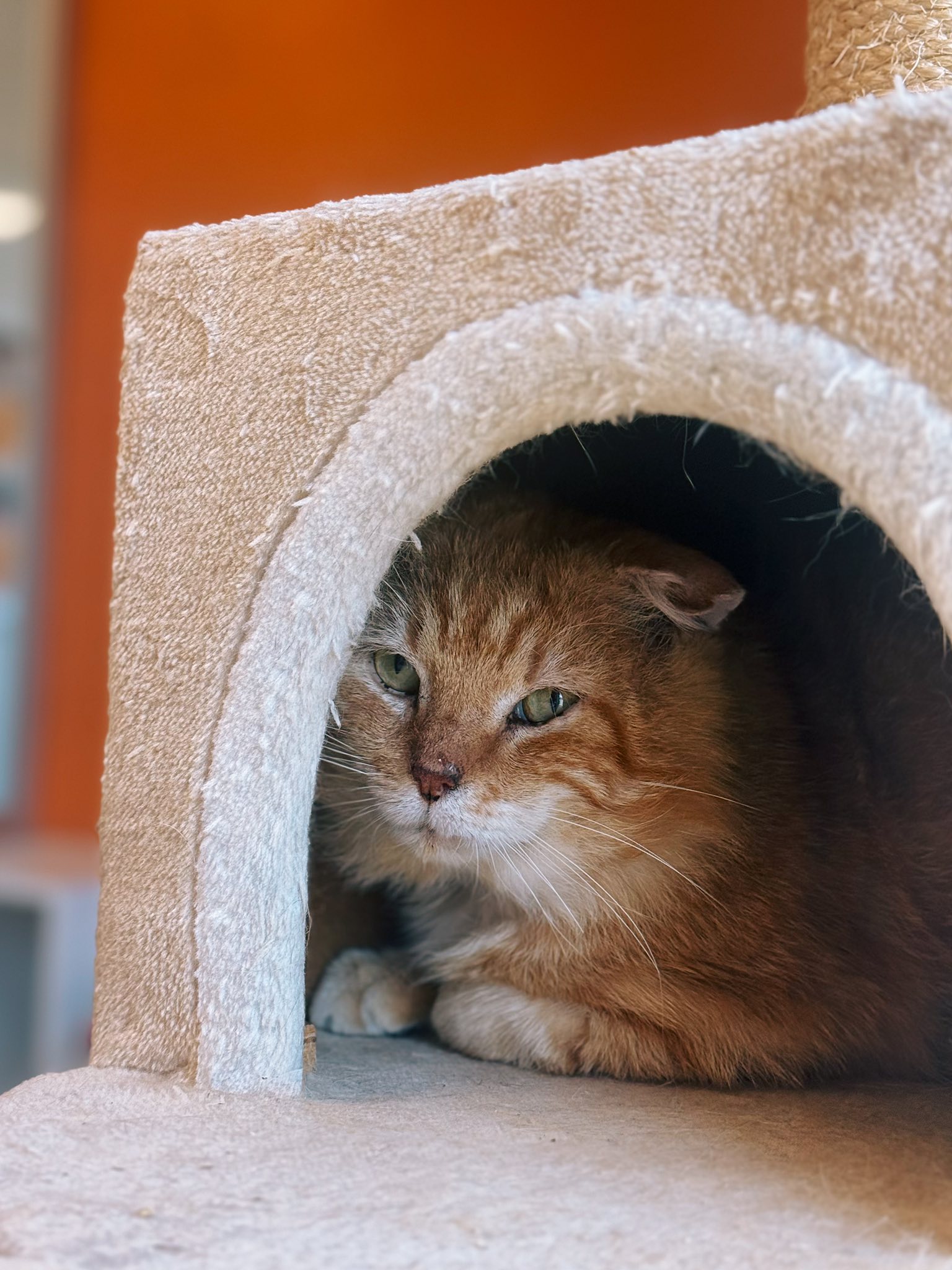 Mimolette, chat à l'adoption chez Sans Collier