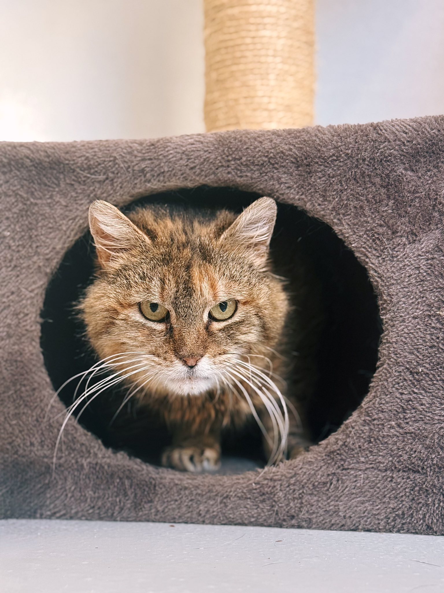 Betsy, chat à l'adoption chez Sans Collier