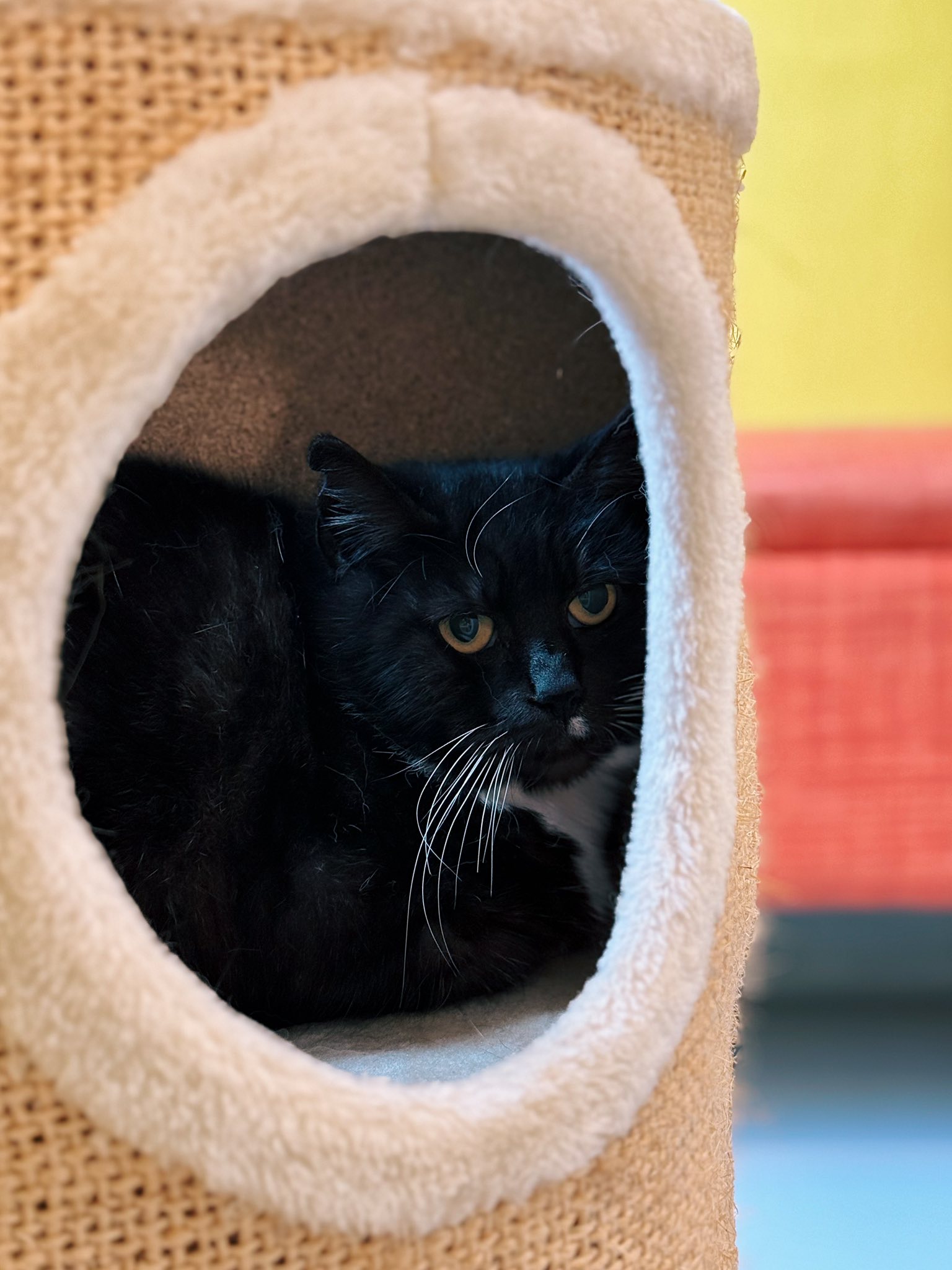 Kenza, chat à l'adoption chez Sans Collier