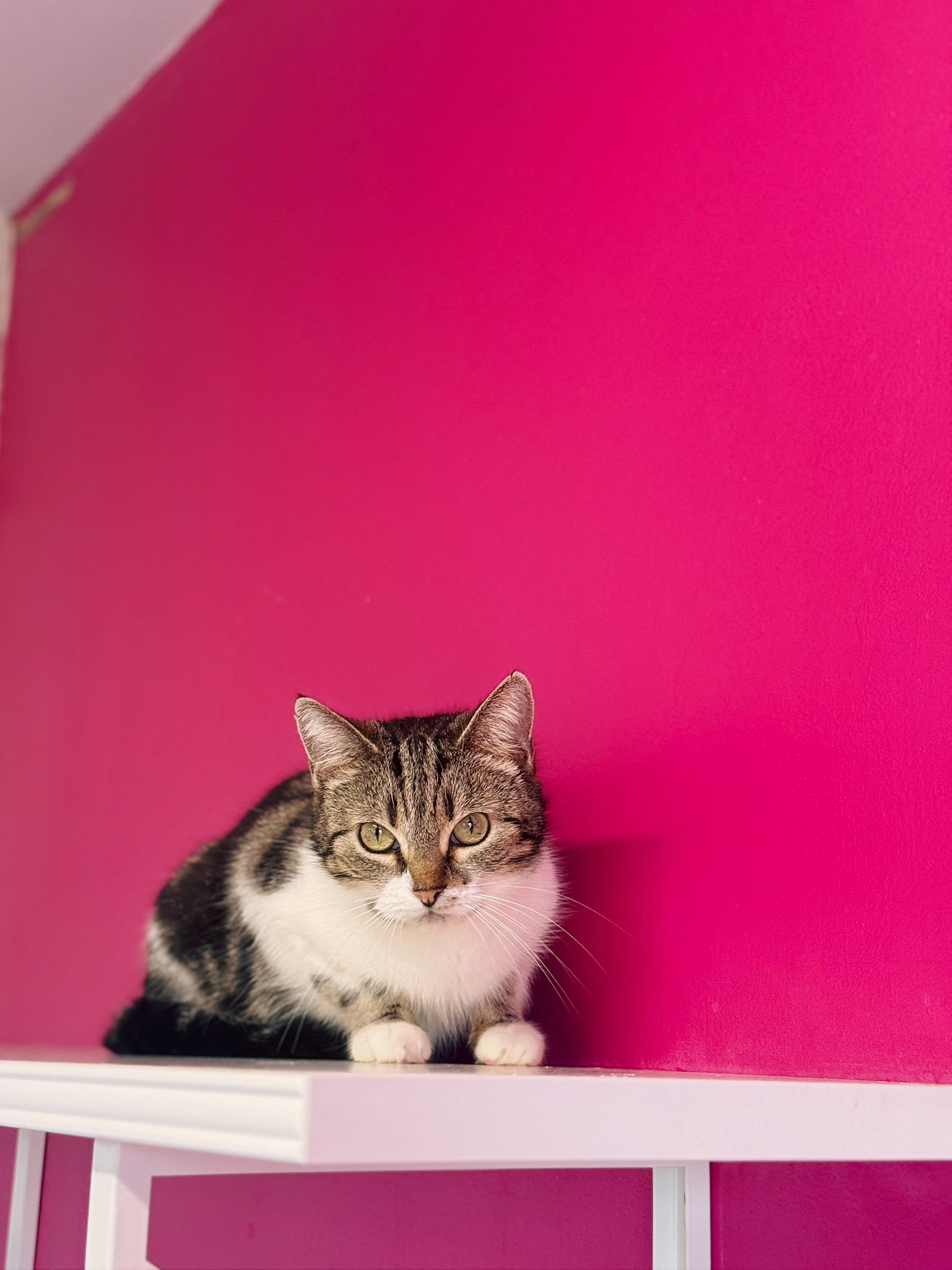 Formentera, chat à l'adoption chez Sans Collier