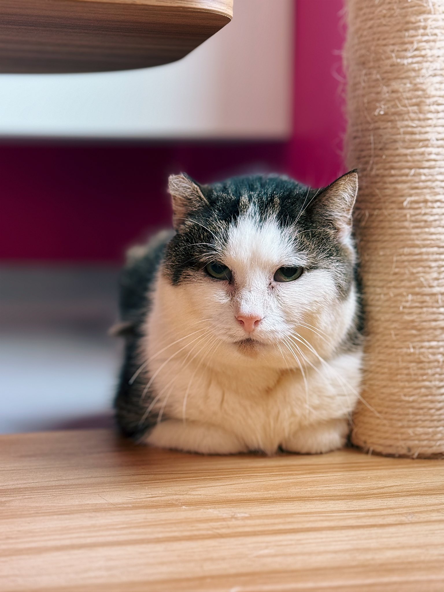 Gaston, chat à l'adoption chez Sans Collier