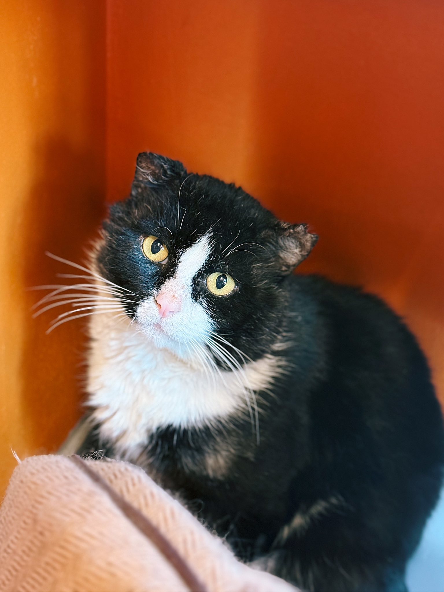 Albator, chat à l'adoption chez Sans Collier