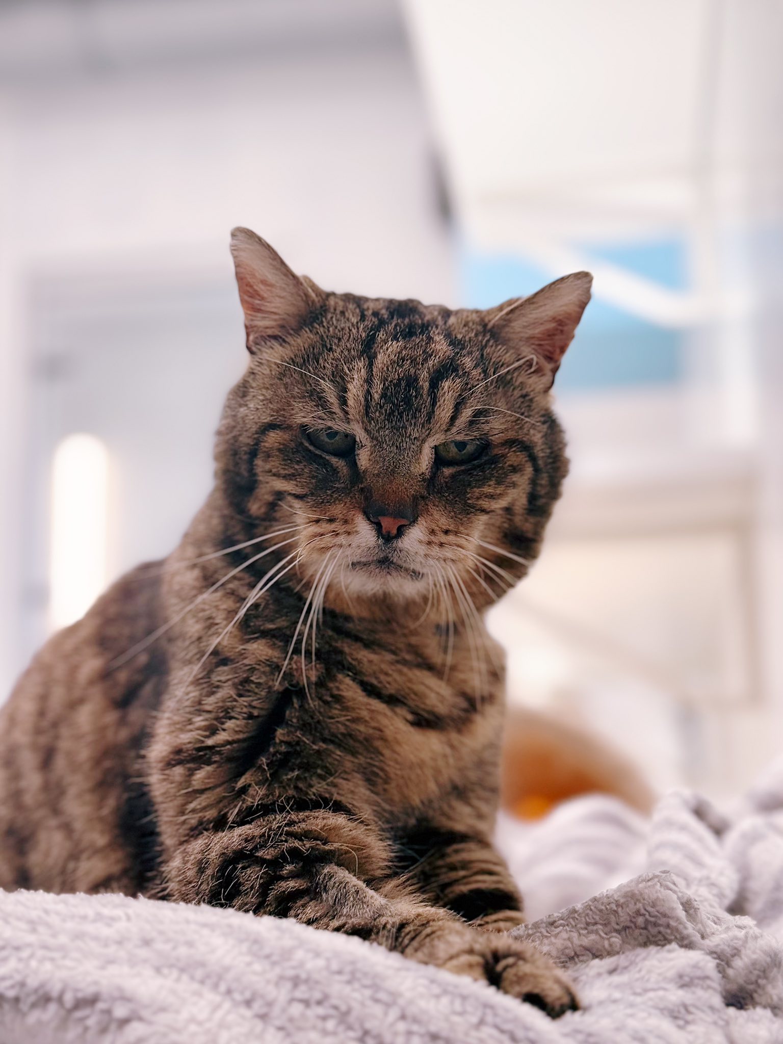 Gamin, chat à l'adoption chez Sans Collier