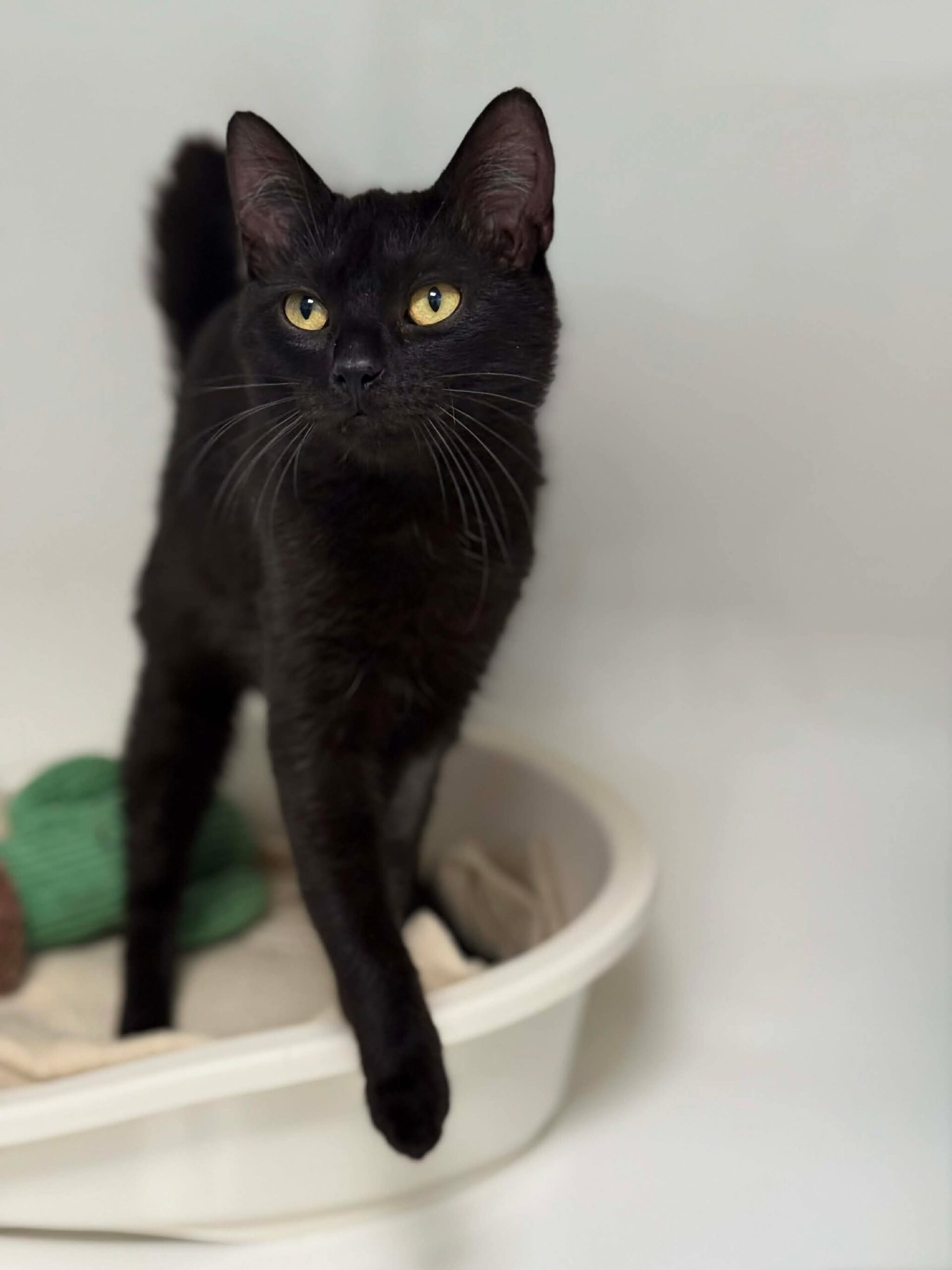 Yari, chat à l'adoption chez Sans Collier