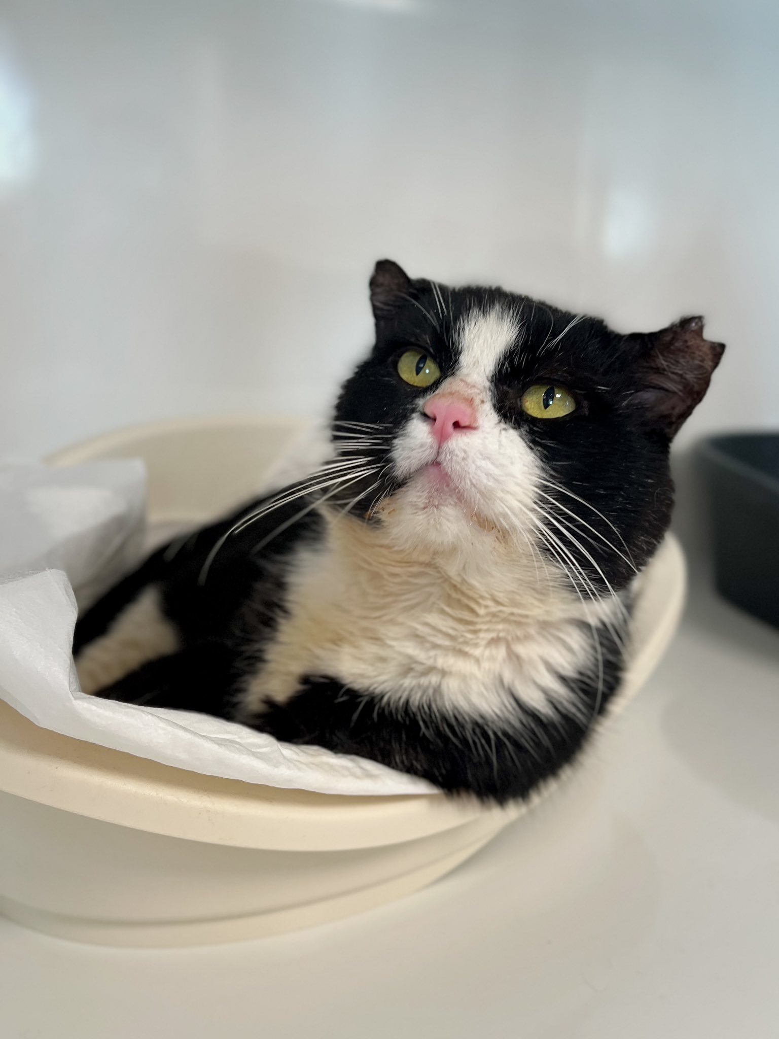 Albator, chat à l'adoption chez Sans Collier