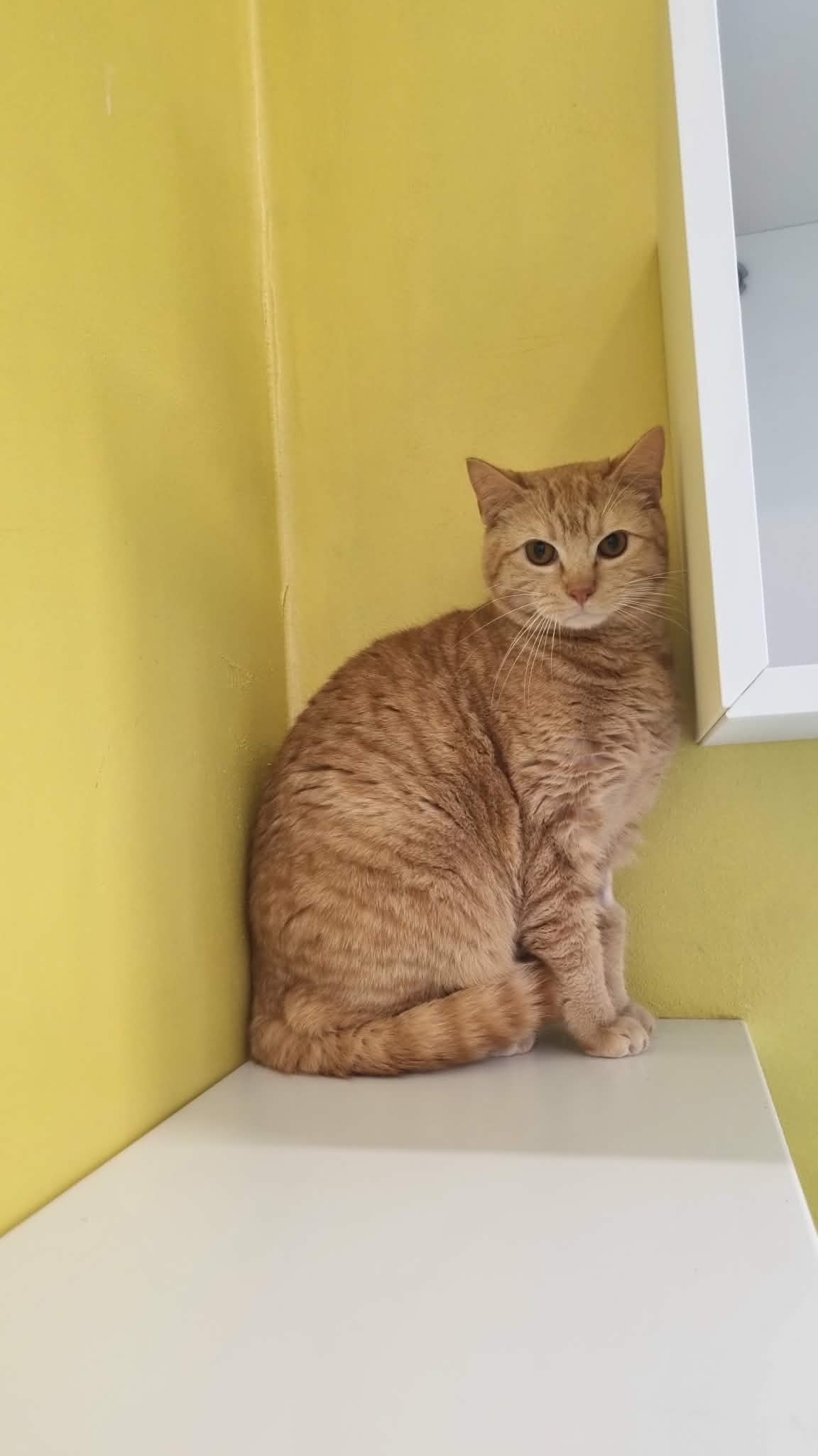 Amiral, chat à l'adoption chez Sans Collier