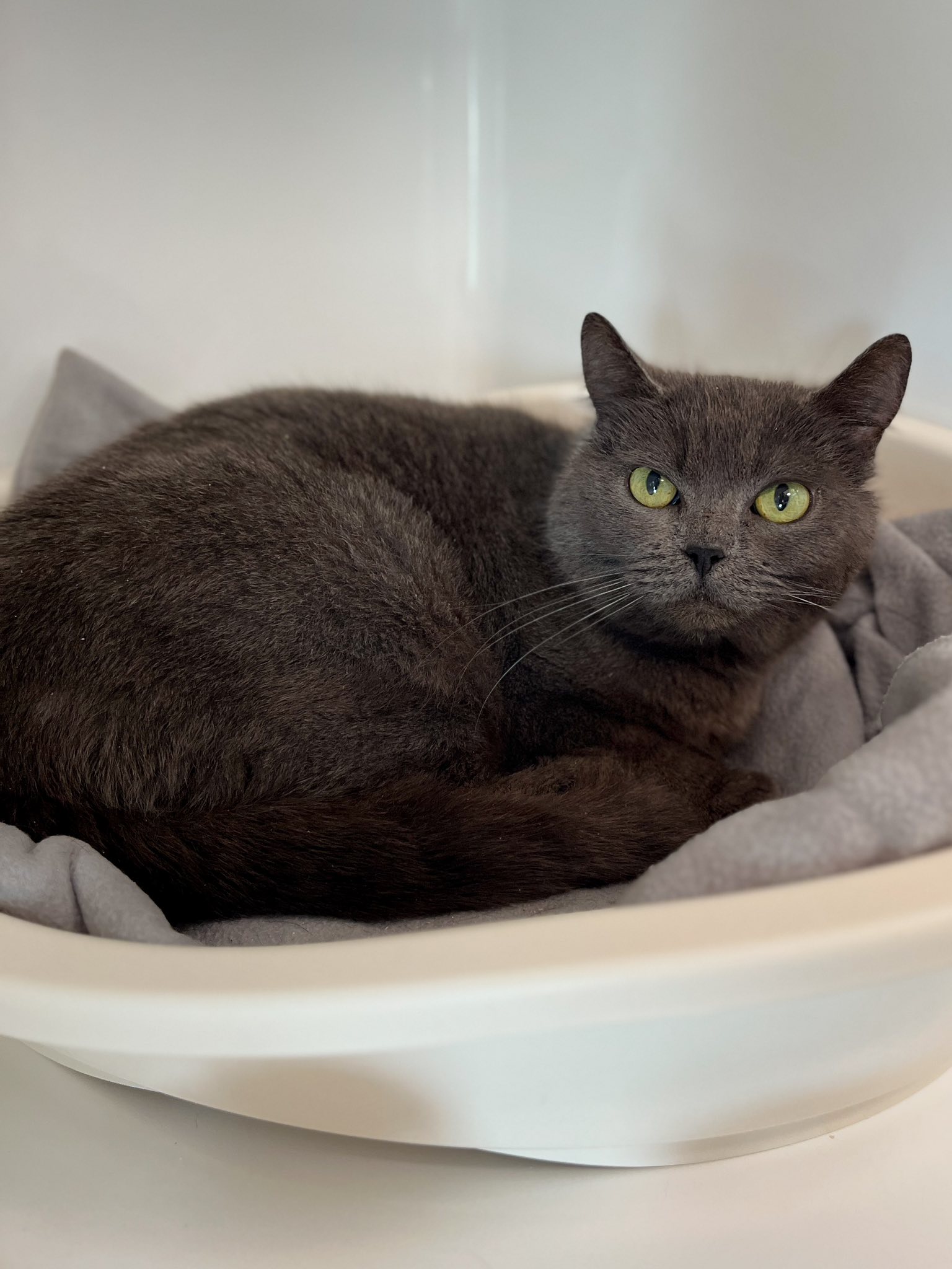 Bones, chat à l'adoption chez Sans Collier