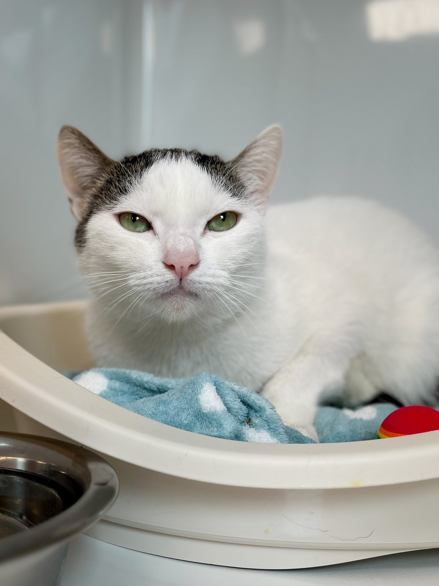 Chouquette, chat à l'adoption chez Sans Collier