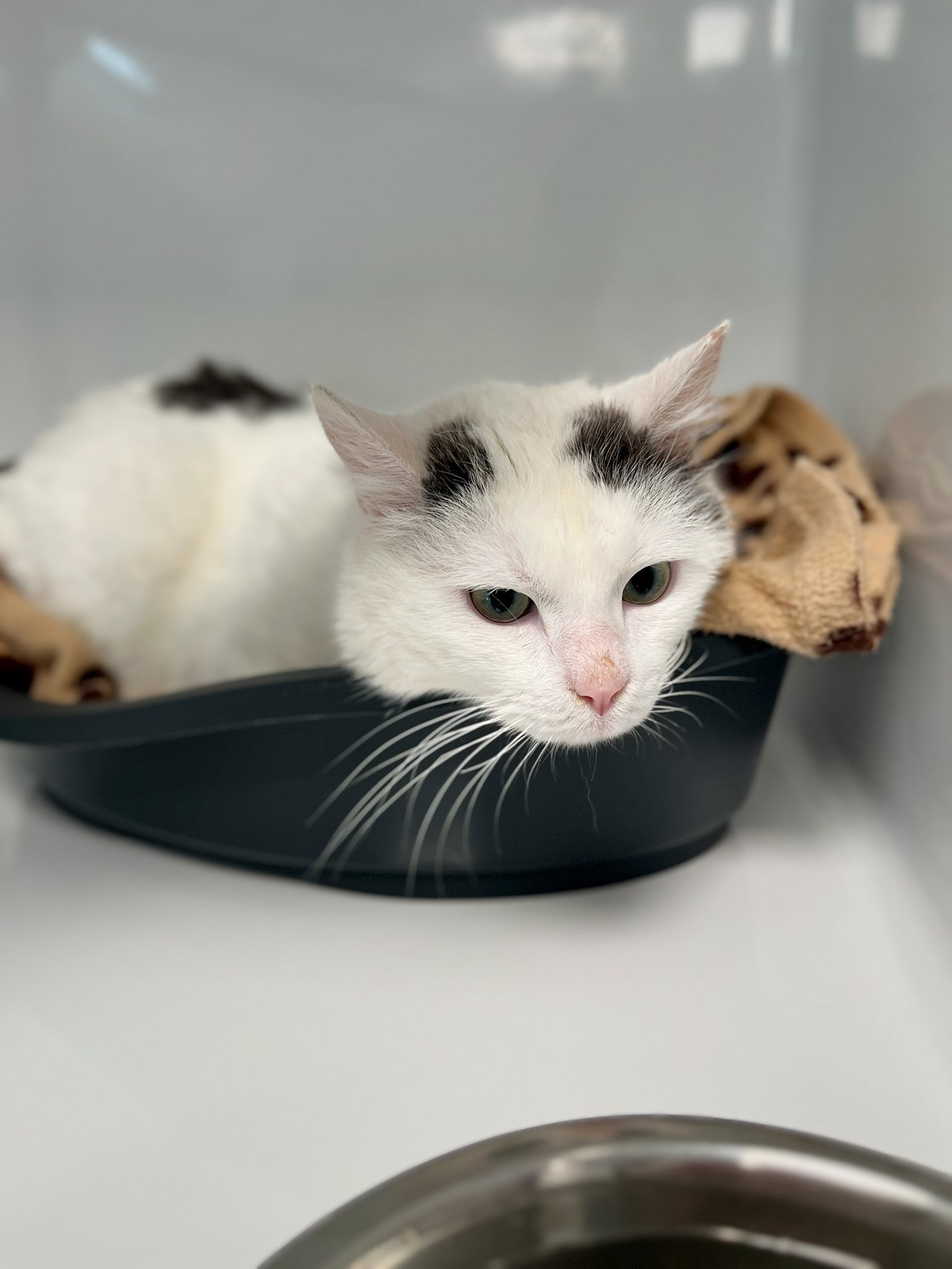 Flocon, chat à l'adoption chez Sans Collier