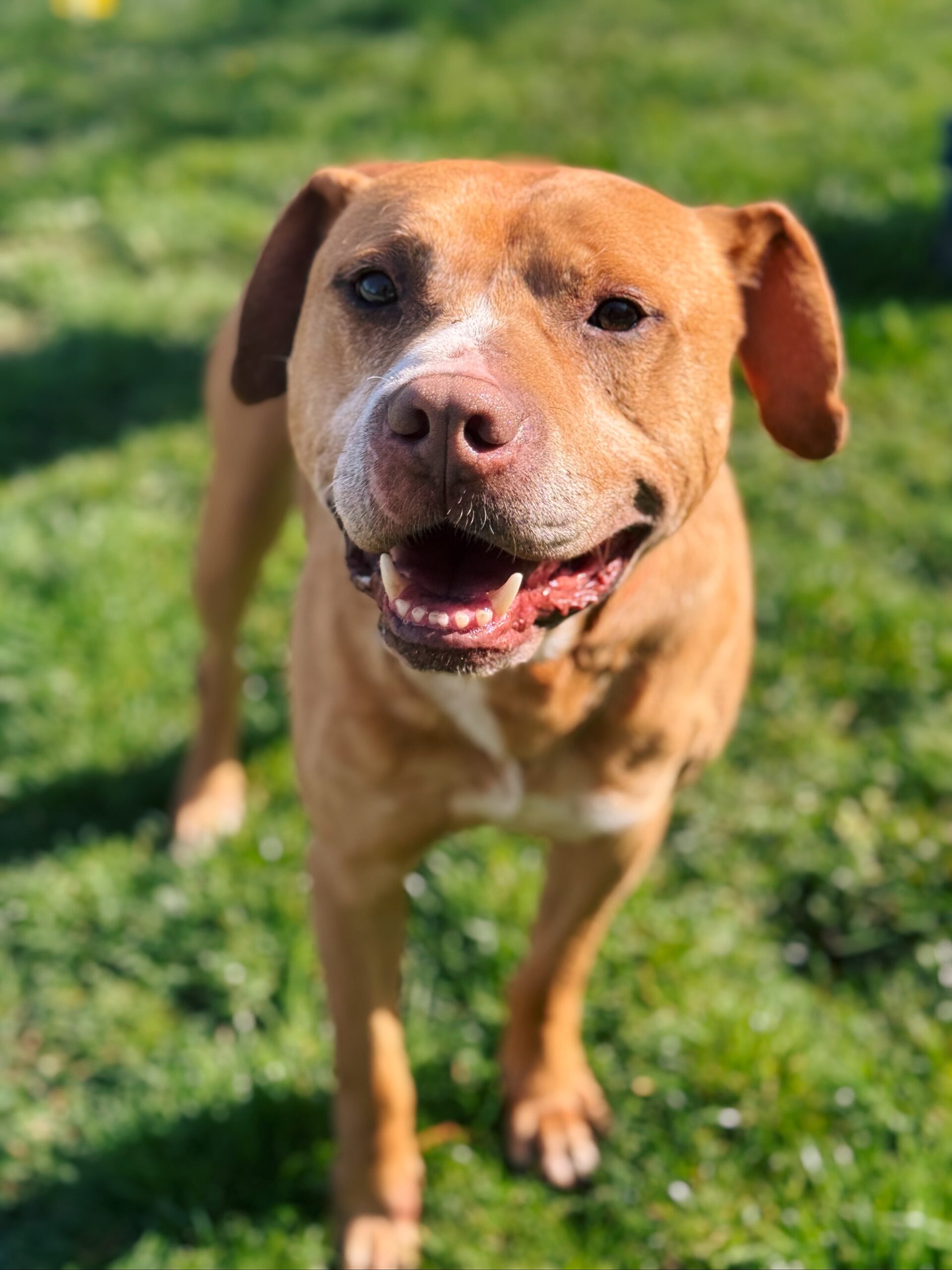 Gustave, chien à l'adoption chez Sans Collier