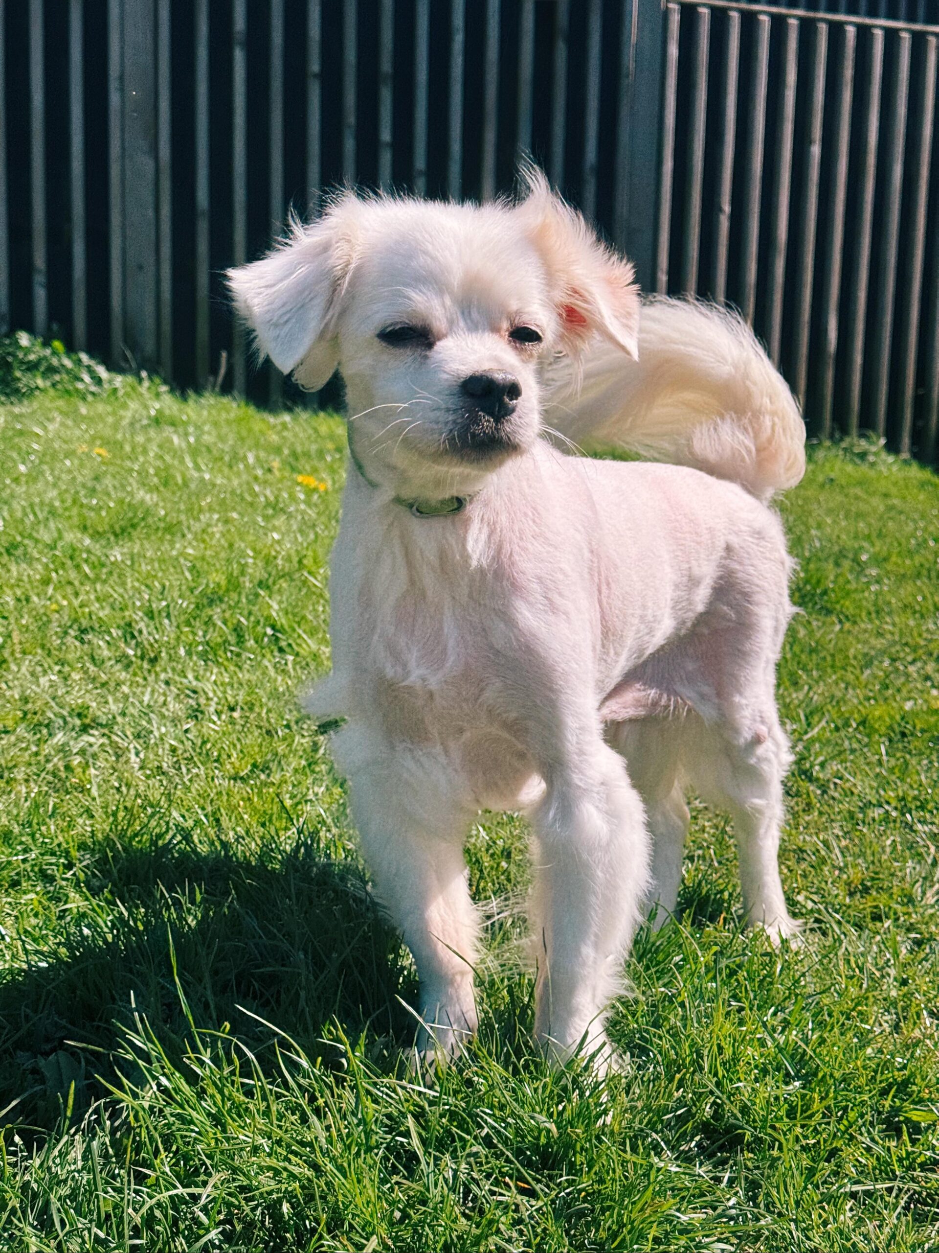 Izy, chien à l'adoption chez Sans Collier