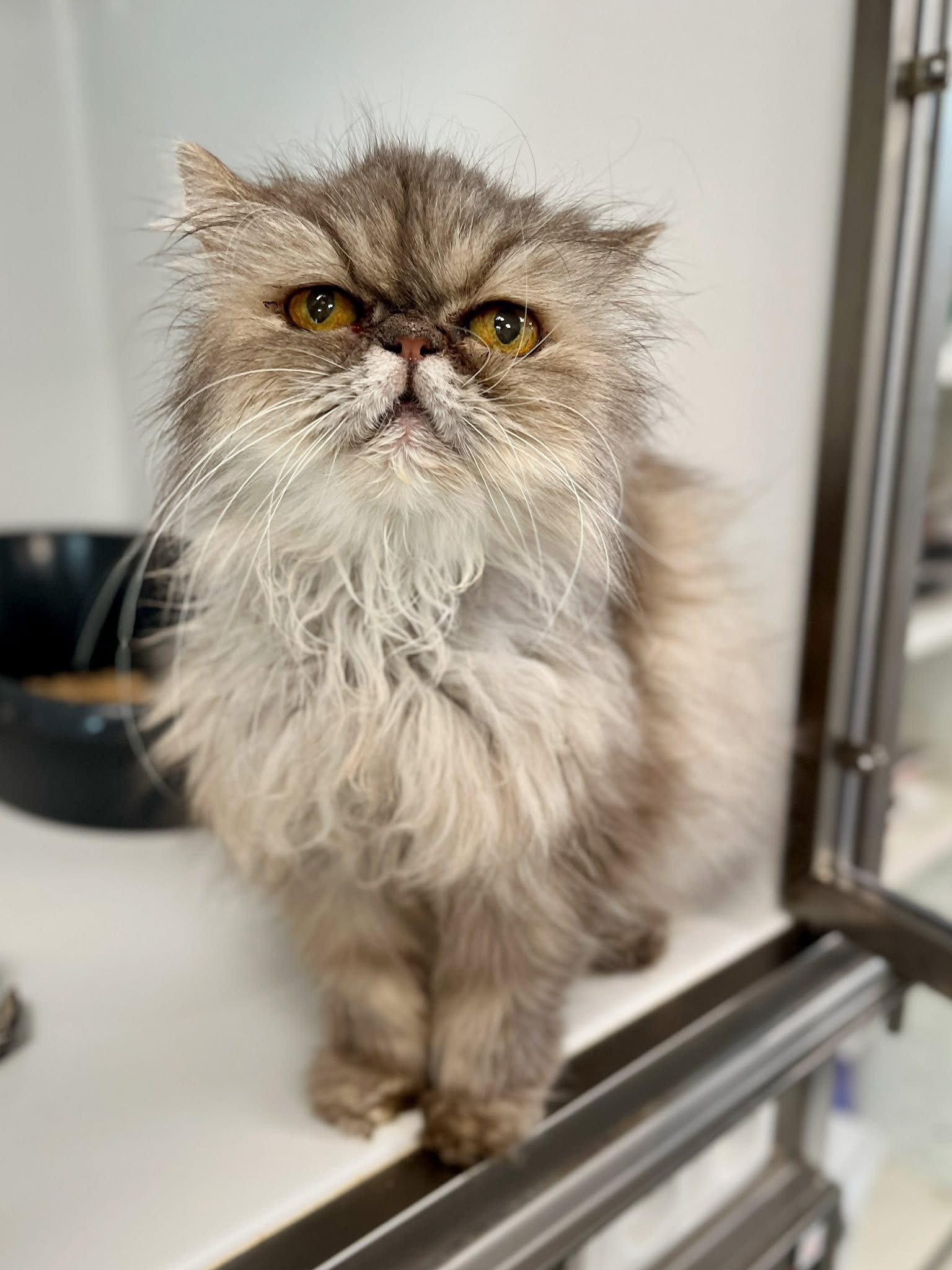 Gribouille, chat à l'adoption chez Sans Collier
