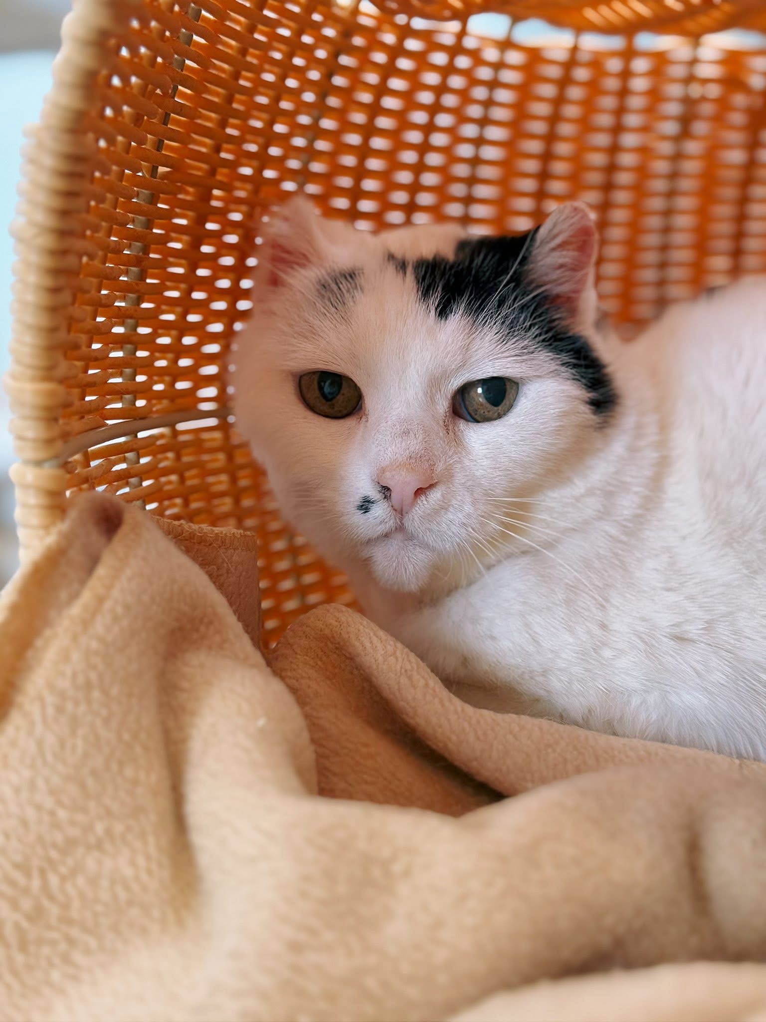 Inès, chat à l'adoption chez Sans Collier