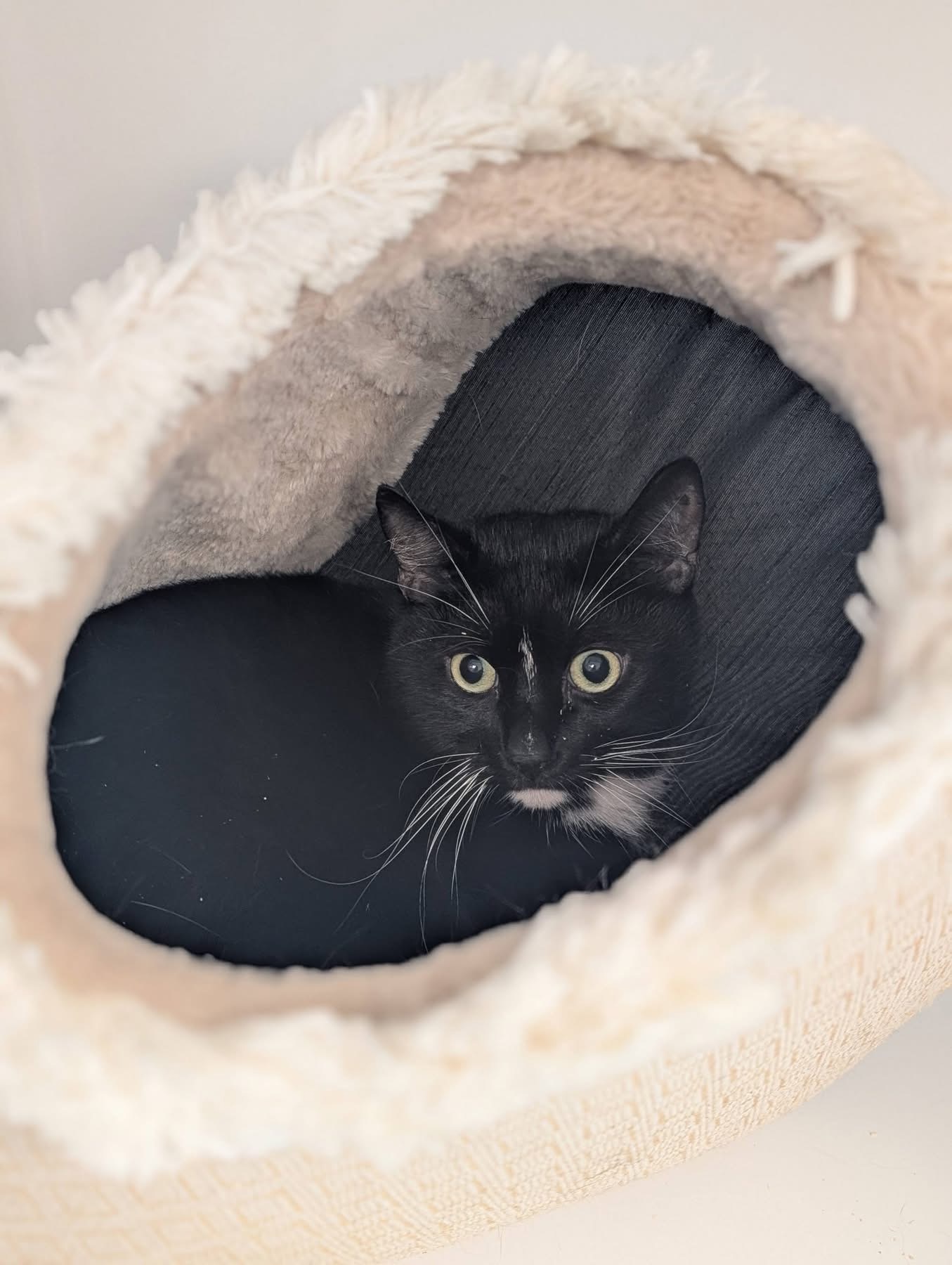 Lucifer, chat à l'adoption chez Sans Collier