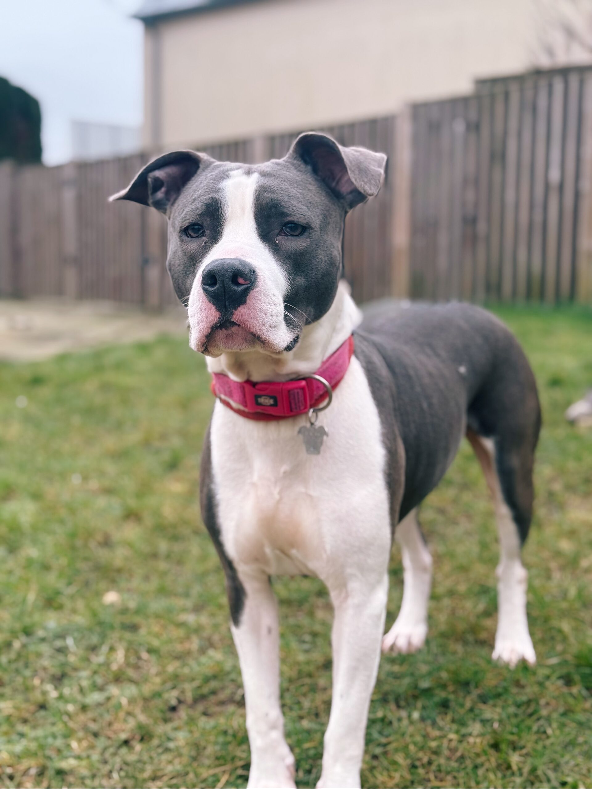 Malak, chien à l'adoption chez Sans Collier