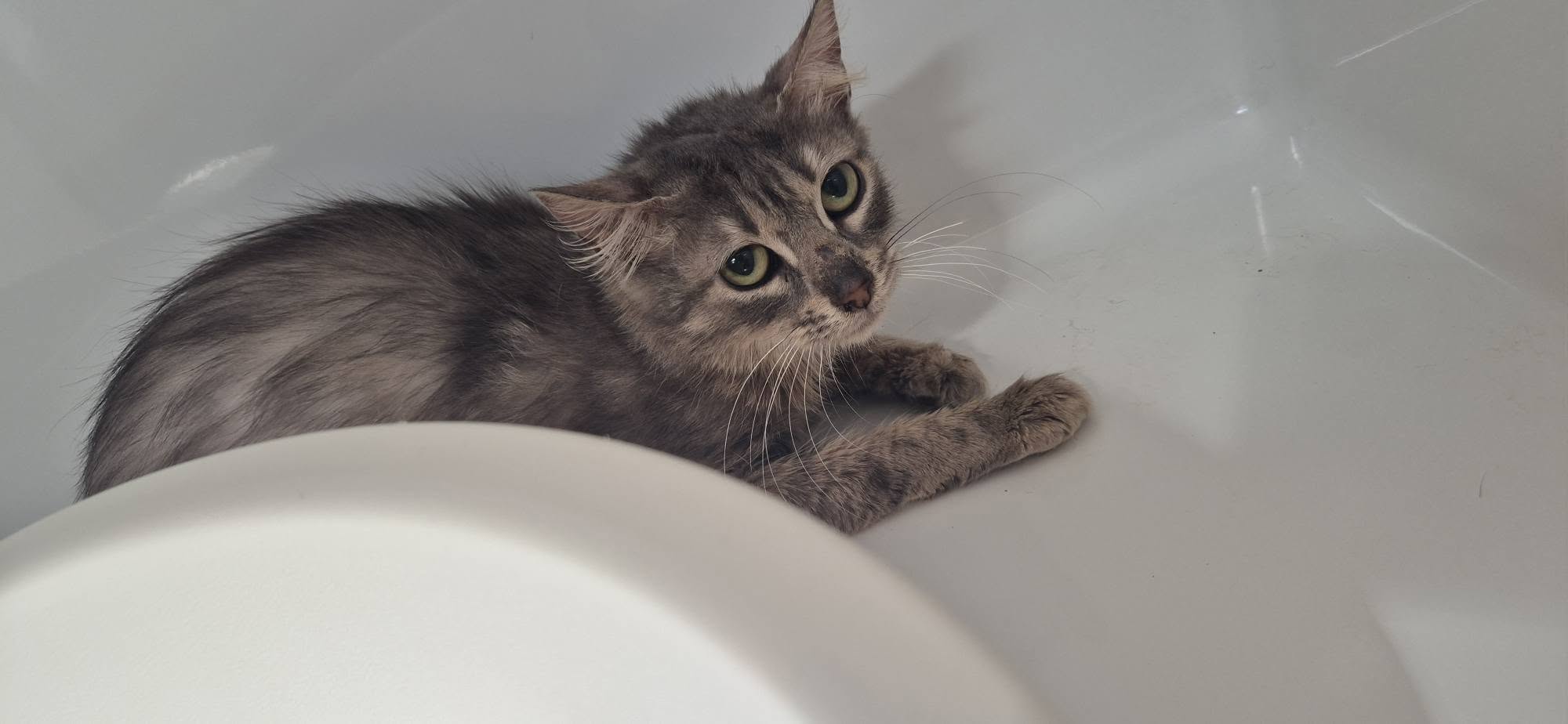 Ibiza, chat à l'adoption chez Sans Collier