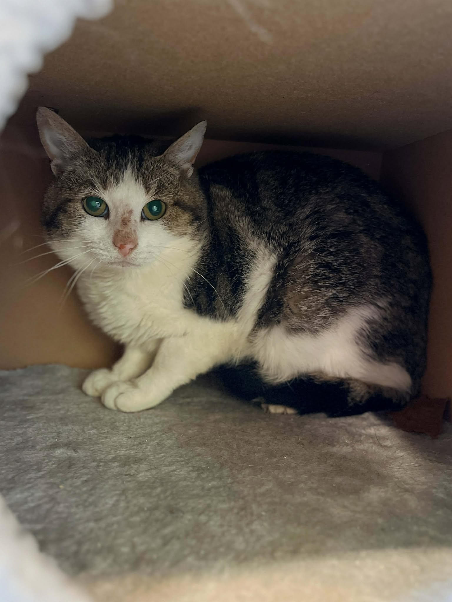 Juice, chat à l'adoption chez Sans Collier