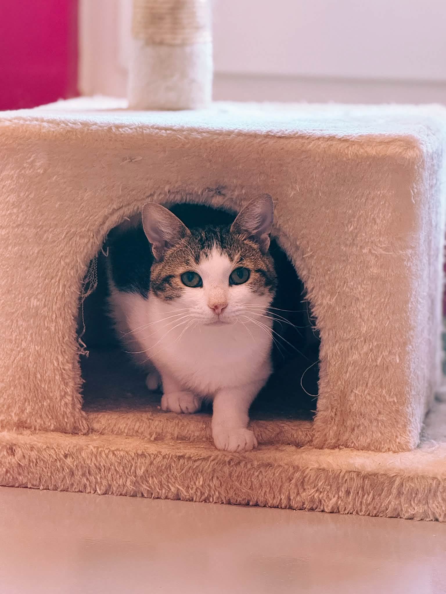 Juice, chat à l'adoption chez Sans Collier