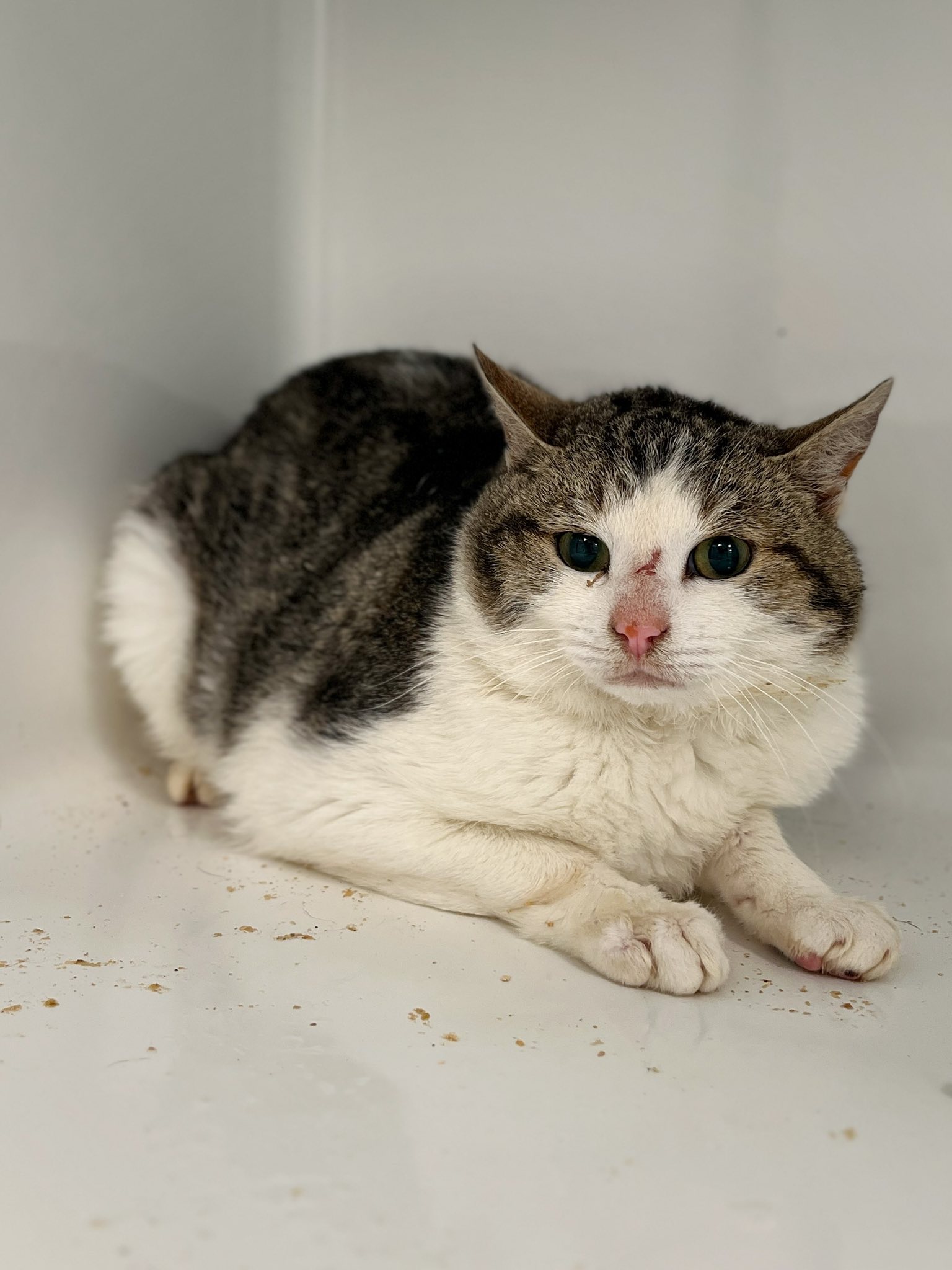 Juice, chat à l'adoption chez Sans Collier