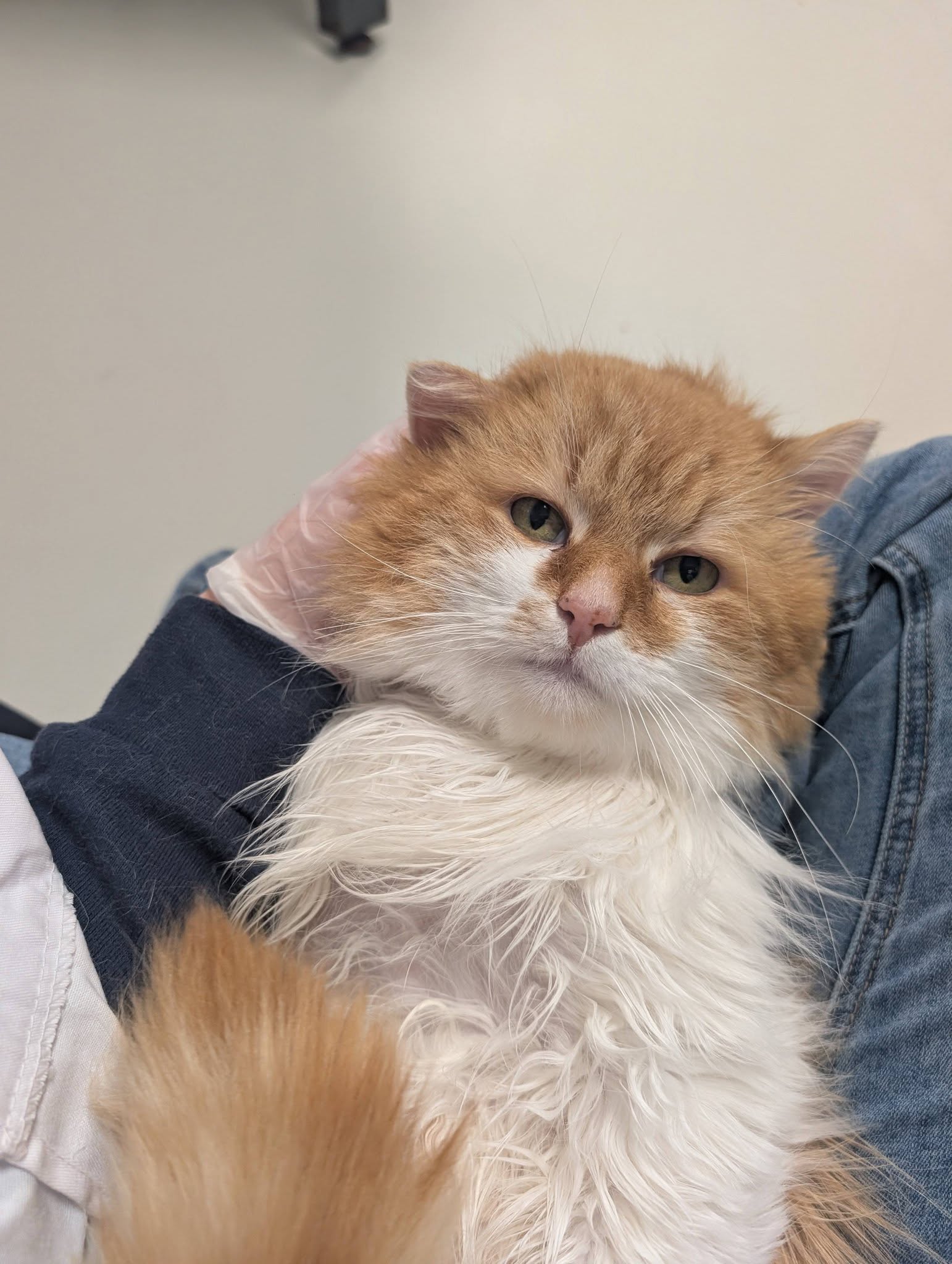 Lorelai, chat à l'adoption chez Sans Collier