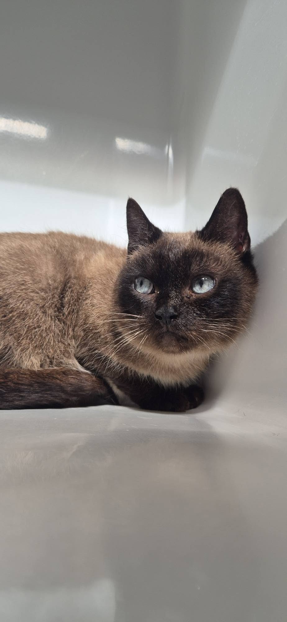 Mallorca, chat à l'adoption chez Sans Collier